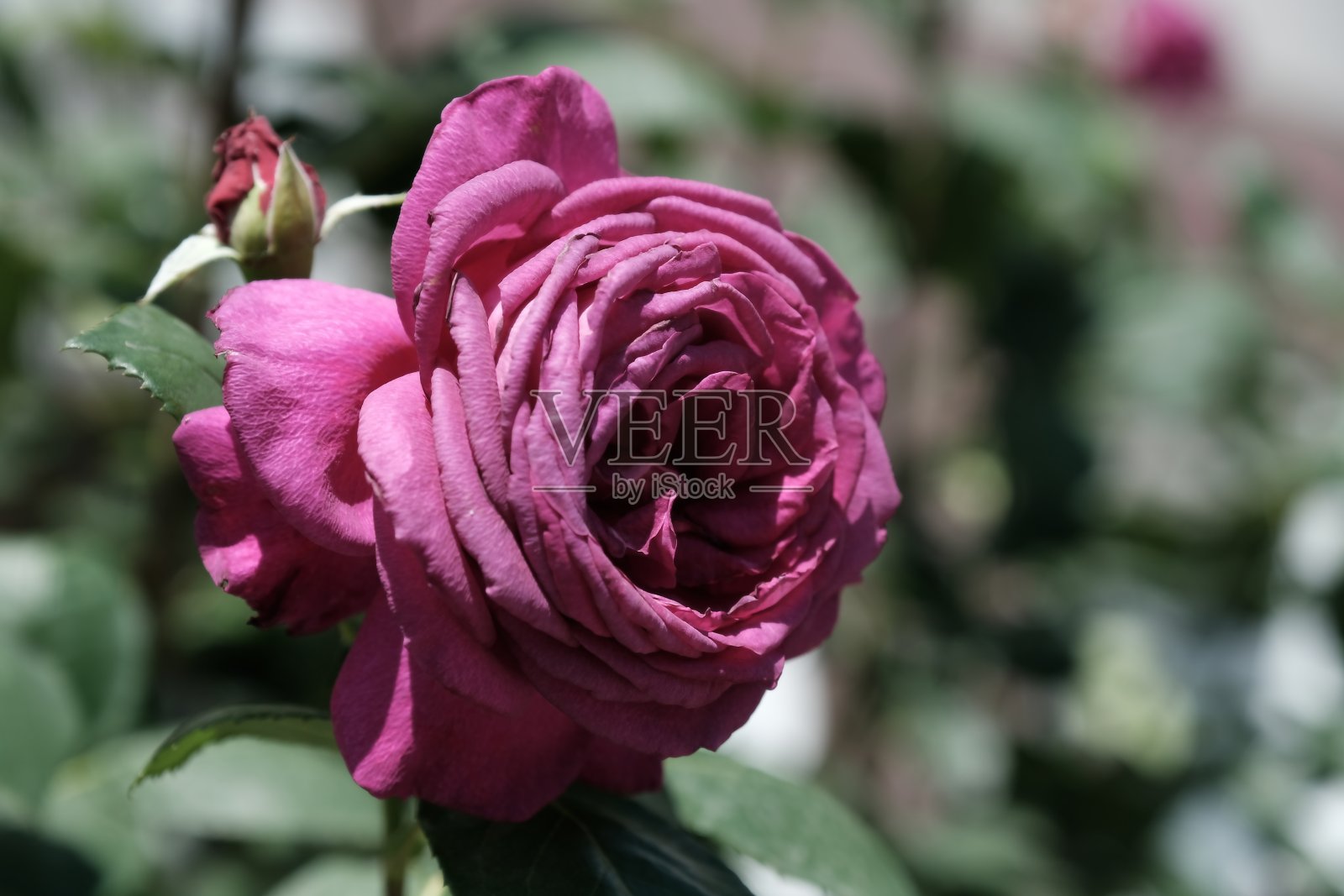 城市公园里的玫瑰照片摄影图片