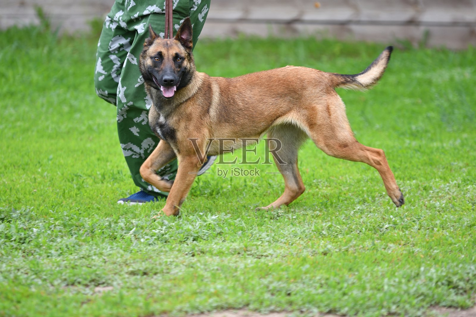 比利时牧羊犬马利诺斯犬照片摄影图片
