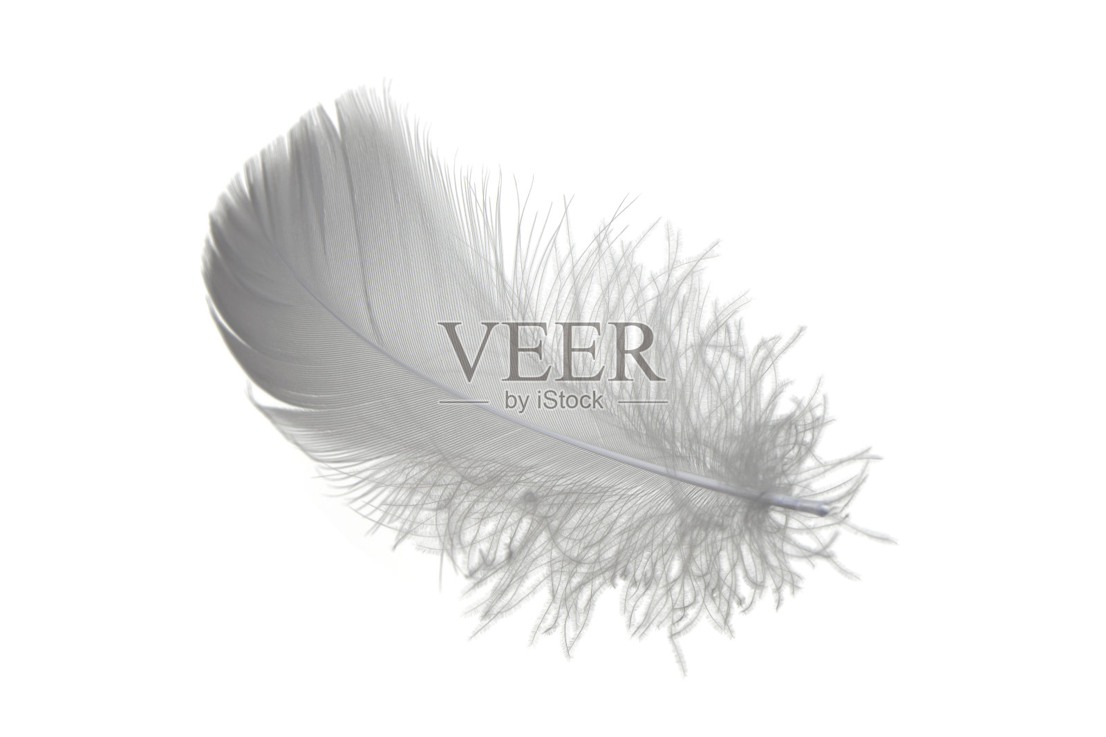 浅色单一蓬松的灰色，黑色羽毛孤立在白色背景上。照片摄影图片