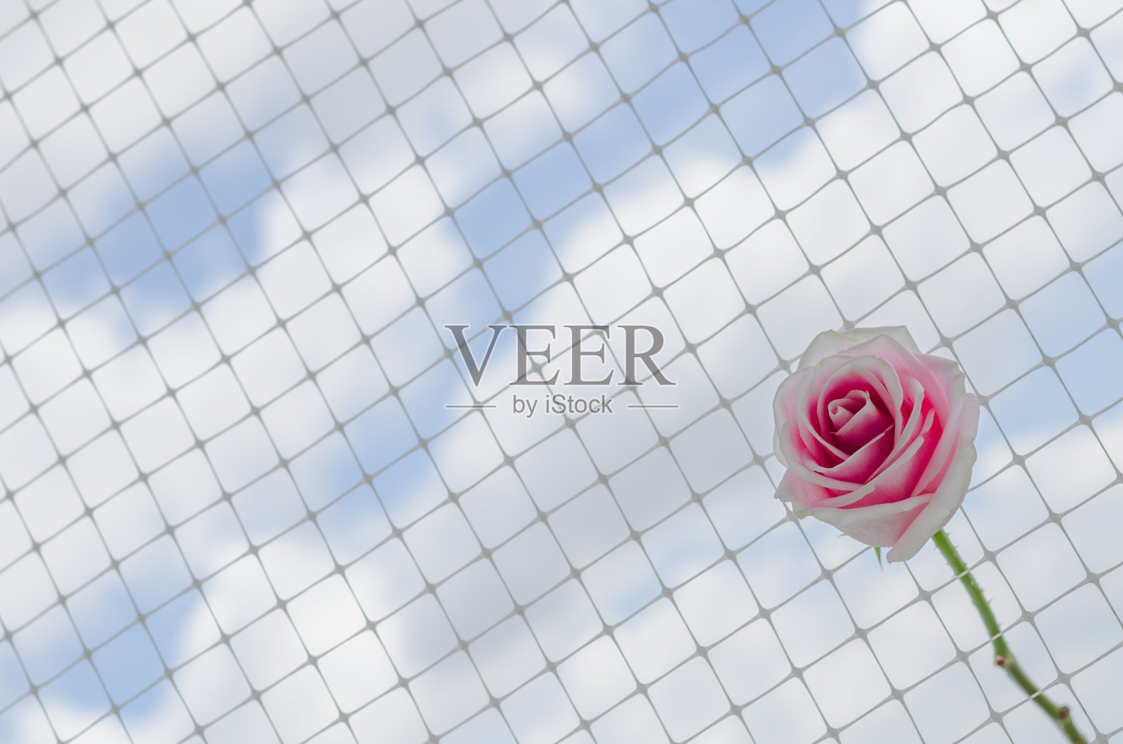 一朵粉红色的玫瑰挂在网上照片摄影图片