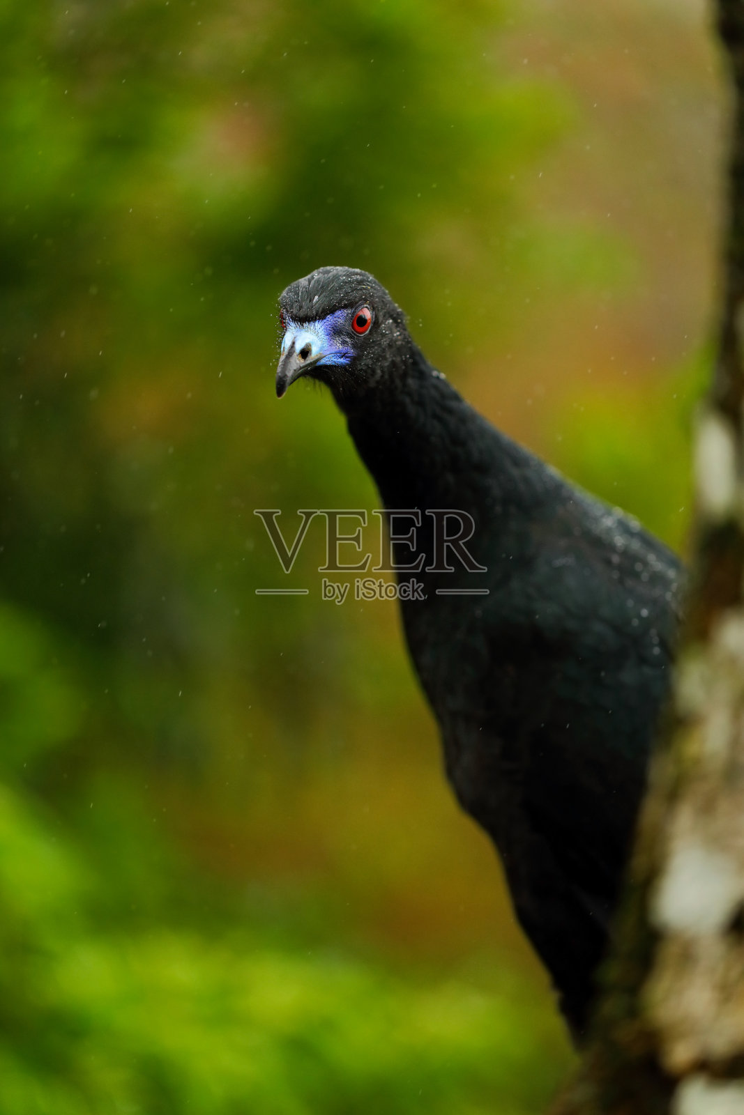 黑冠，单色瑞香鹃，深色热带鸟的肖像，有着蓝色的嘴和红色的眼睛，动物在山区热带森林自然栖息地，哥斯达黎加照片摄影图片