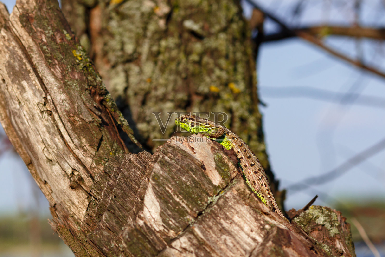 绿色的森林蜥蜴，坐在一棵树上。野生蜥蜴绿色。一只棕绿色的蜥蜴坐在树上。一只。来自中欧的蜥蜴。照片摄影图片