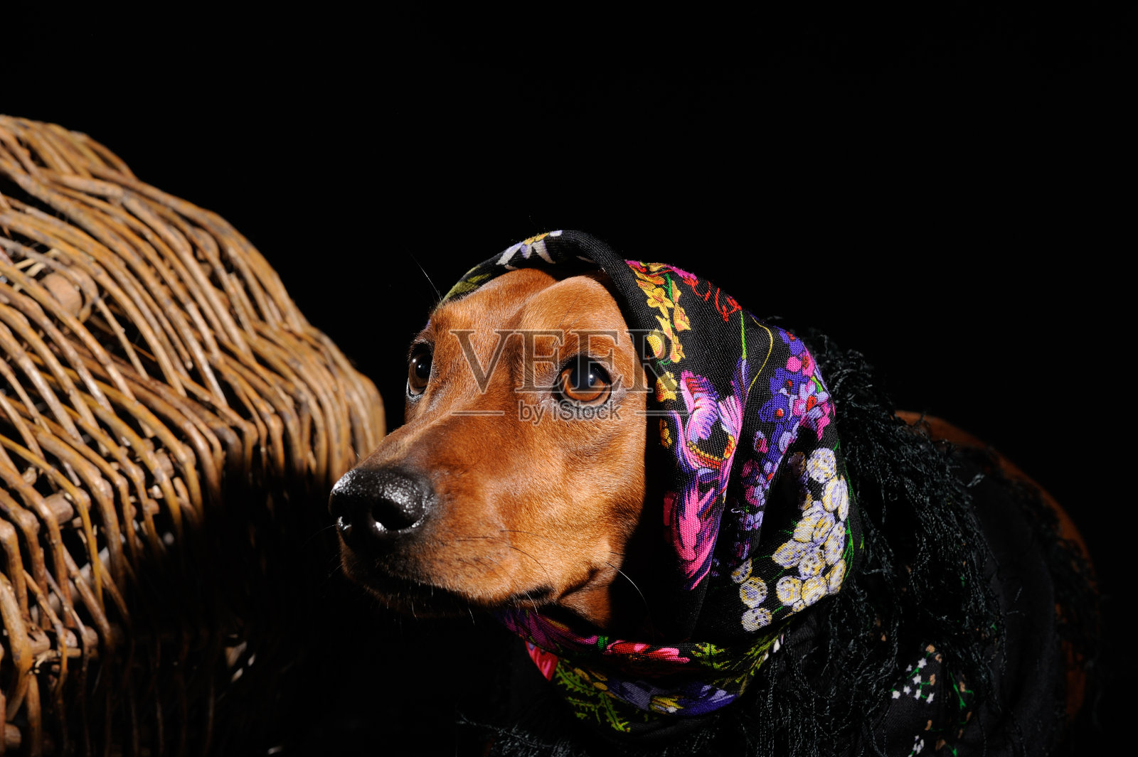 腊肠狗穿成围巾孤立在黑色照片摄影图片