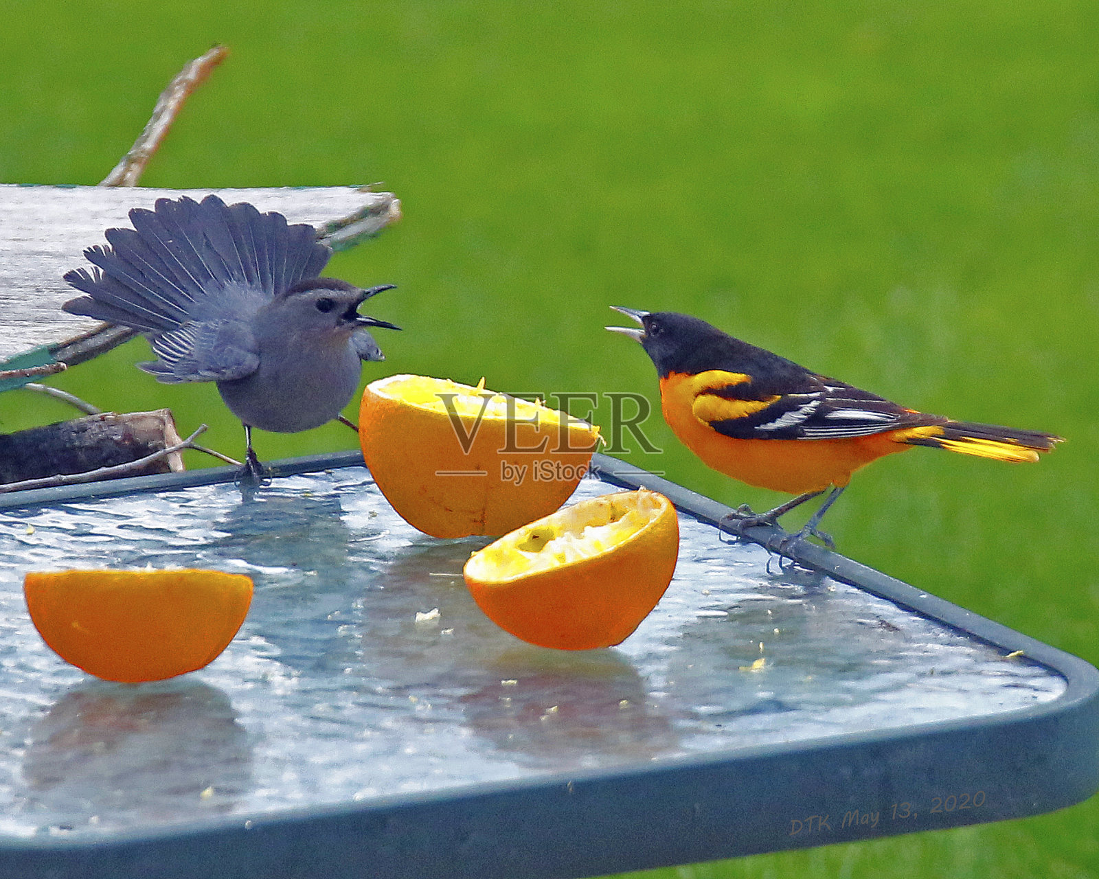 愤怒的小鸟照片摄影图片