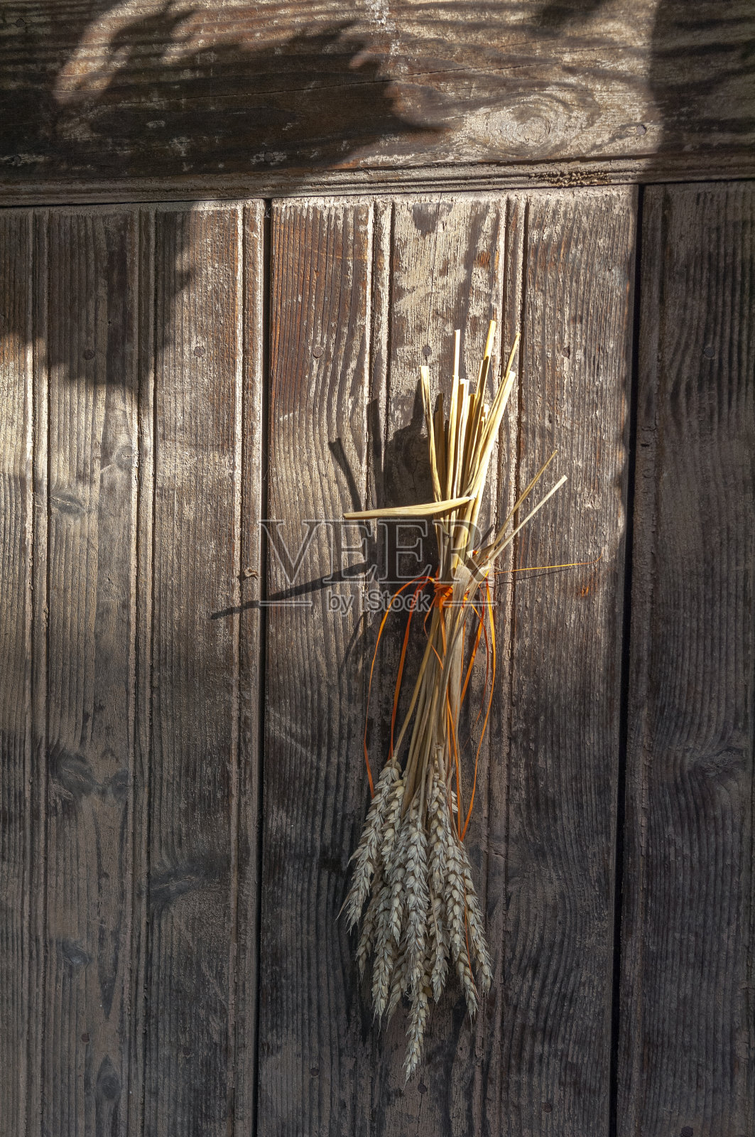 农场马厩门上的一束麦穗照片摄影图片