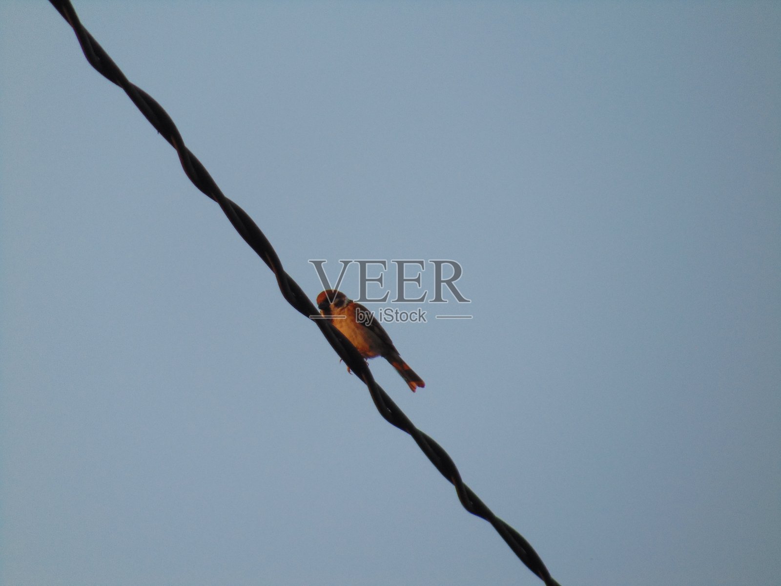 Tereng鸟照片摄影图片