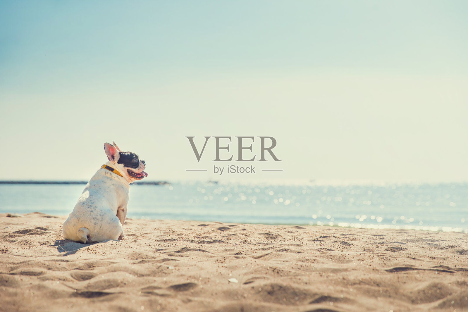 海滩上一只法国斗牛犬的肖像照片摄影图片