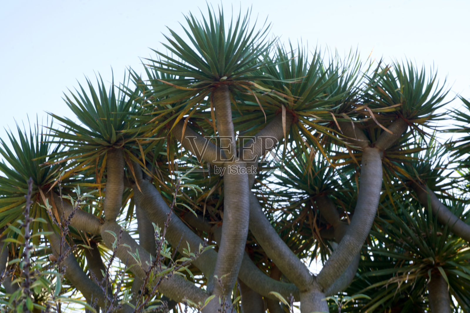 龙树的顶端照片摄影图片