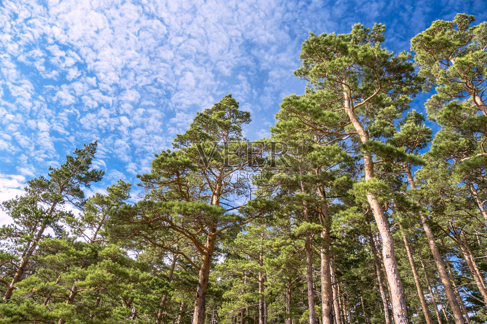 森林蓝天云照片摄影图片