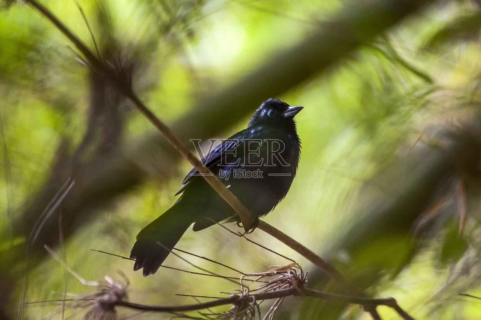 露比加冕的塔纳格在圣埃斯皮里托拍摄。照片摄影图片