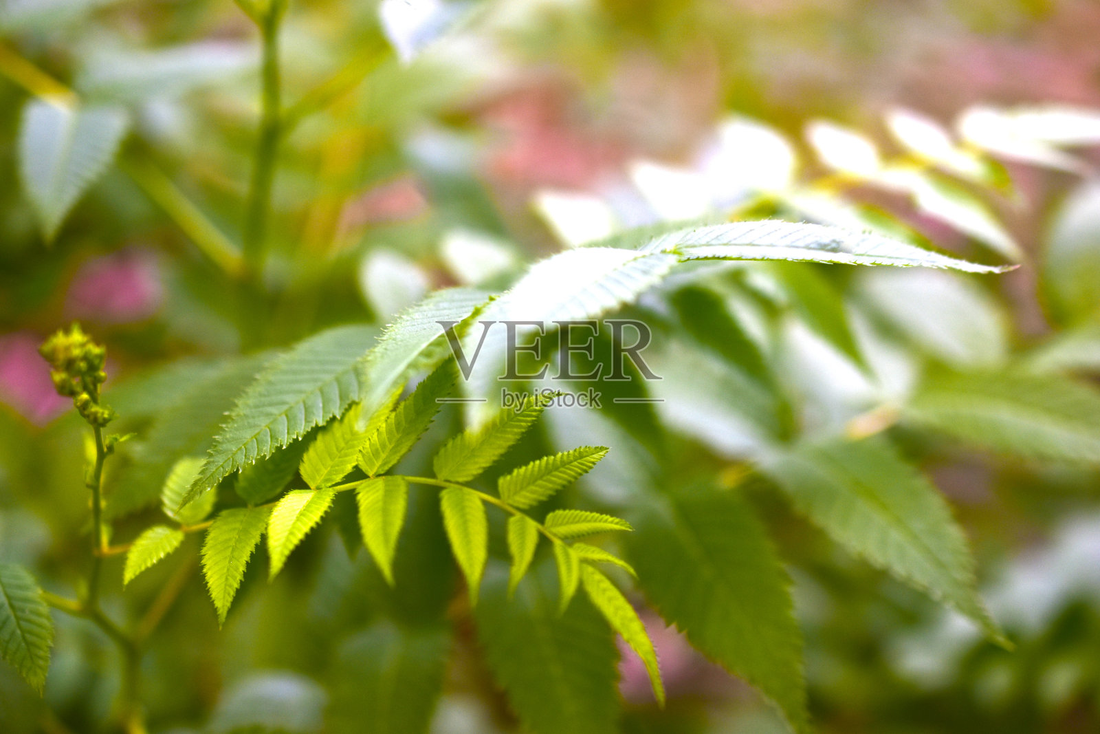 类似蕨类的灌木的绿叶照片摄影图片