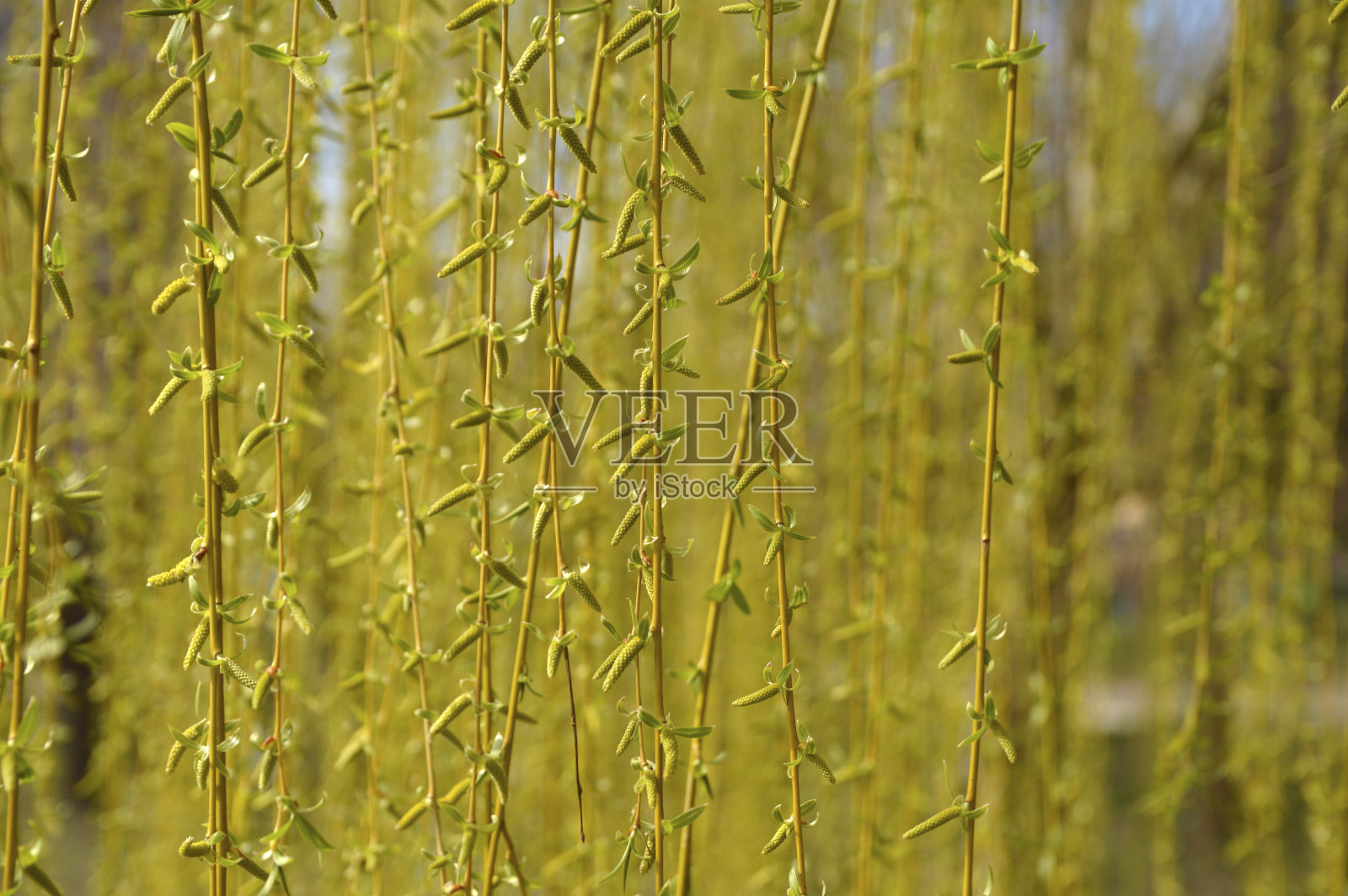 盛开的垂柳树的枝条近了照片摄影图片