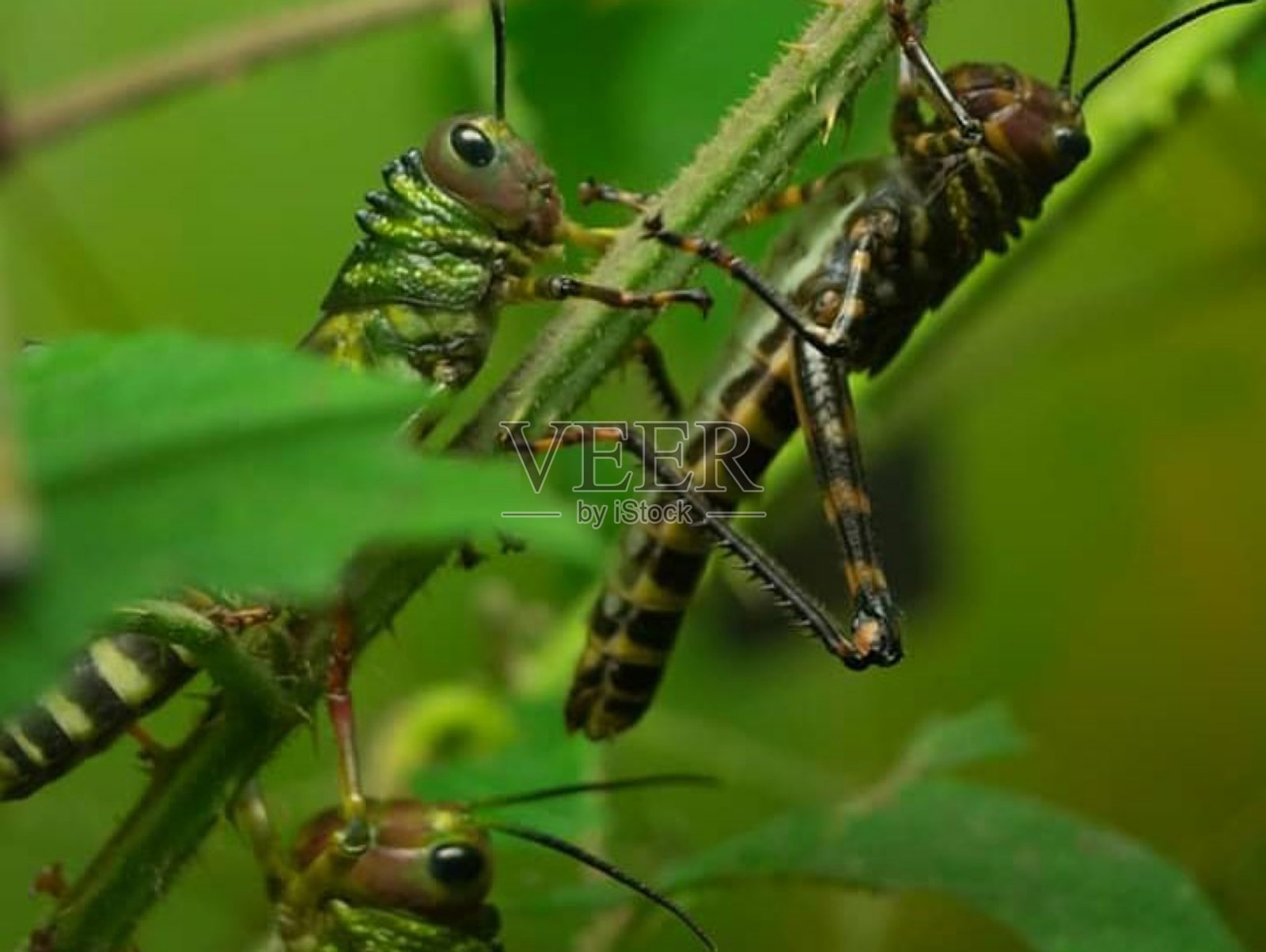 蚱蜢照片摄影图片
