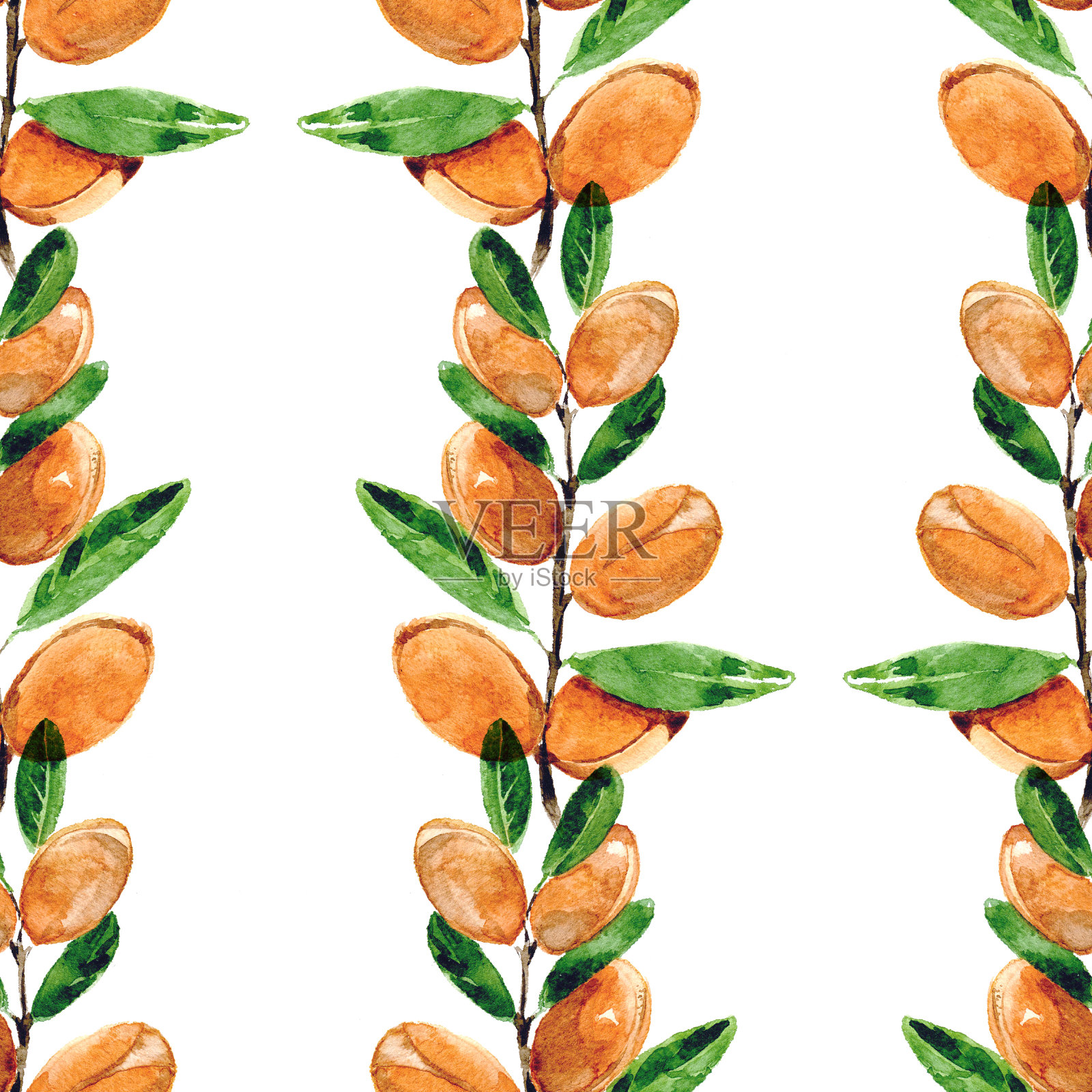 水彩无缝模式与树枝的坚果在白色的背景。插画图片素材