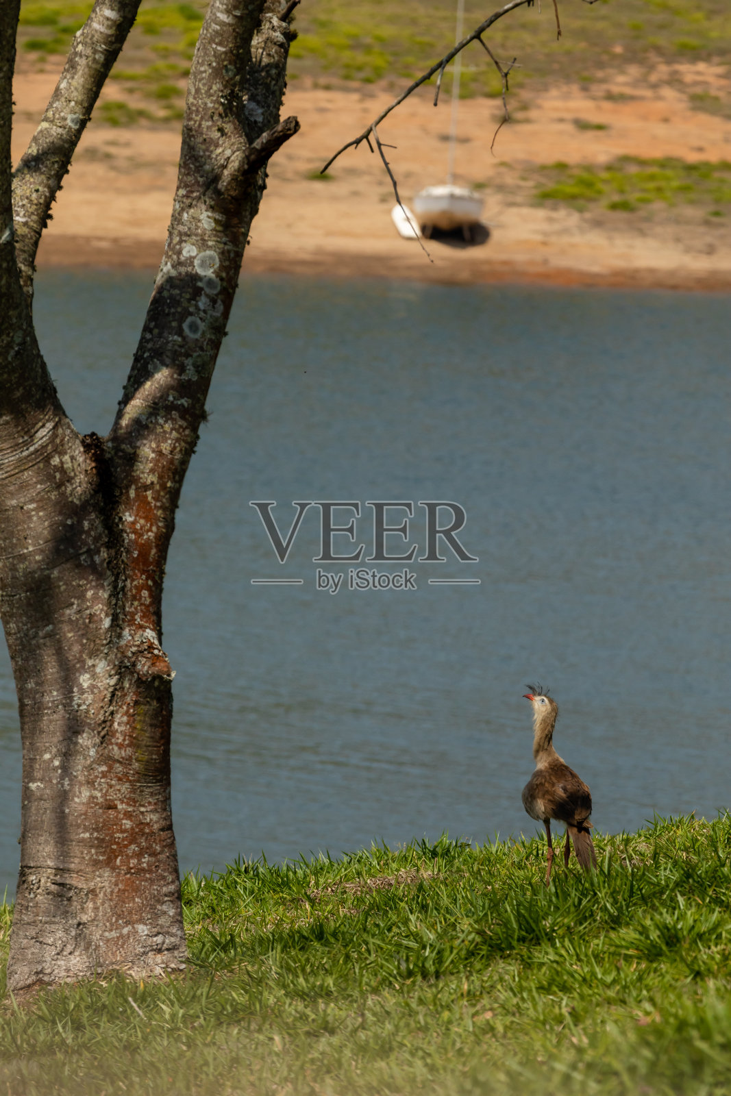 大鸟照片摄影图片