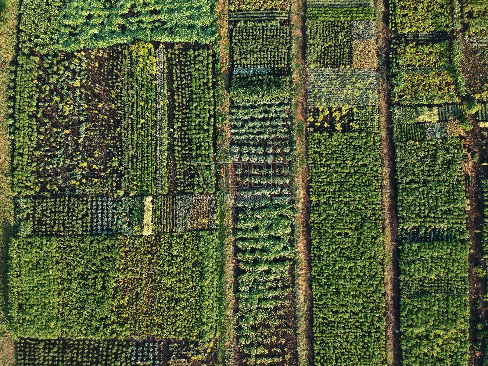 绿色蔬菜园，鸟瞰图照片摄影图片