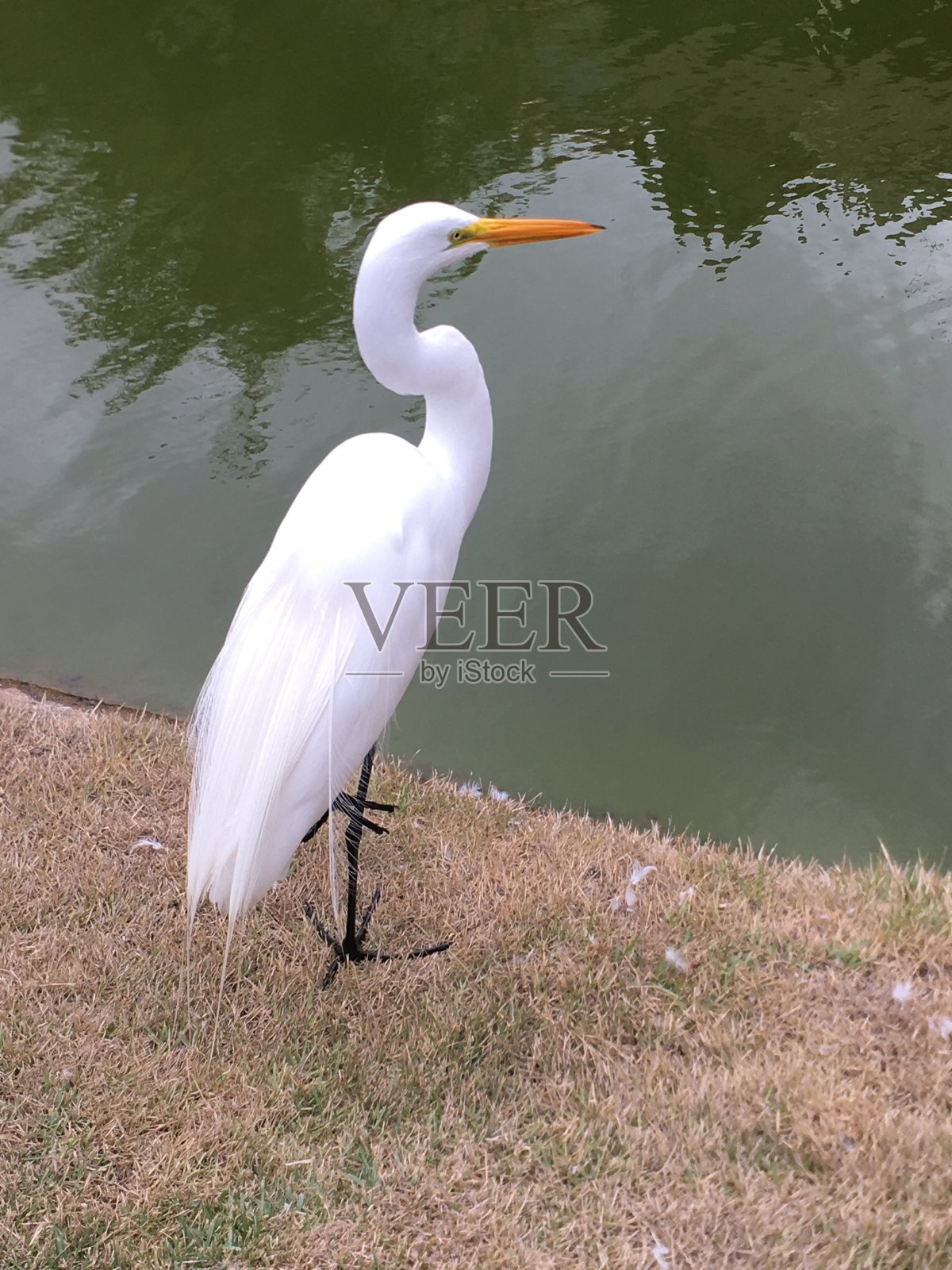 湖边有白鹭照片摄影图片