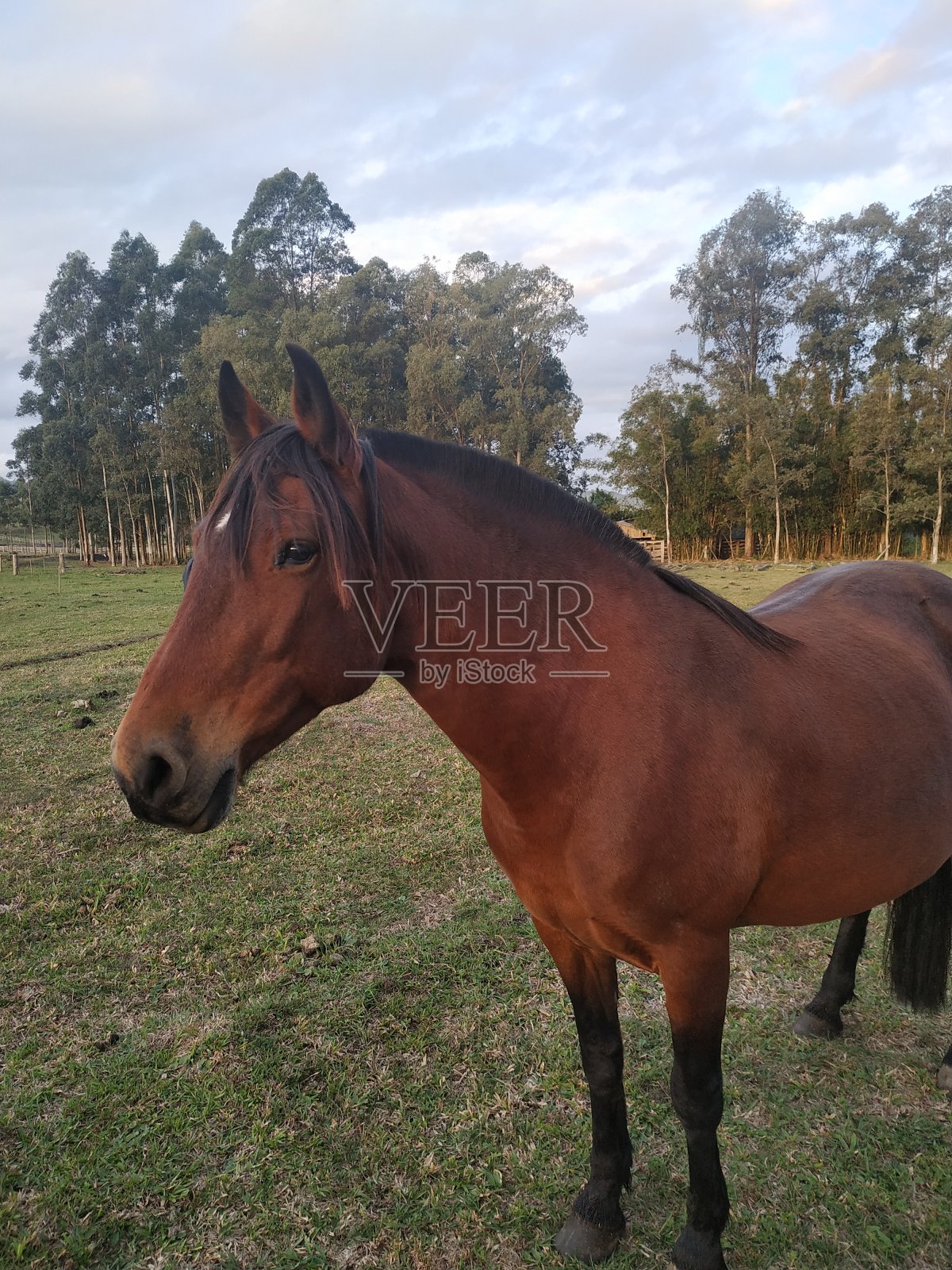 马巴西照片摄影图片