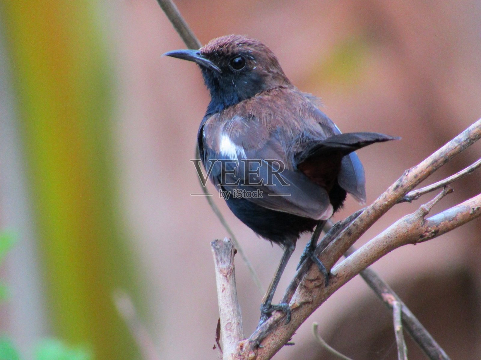 印度知更鸟鸟群照片照片摄影图片