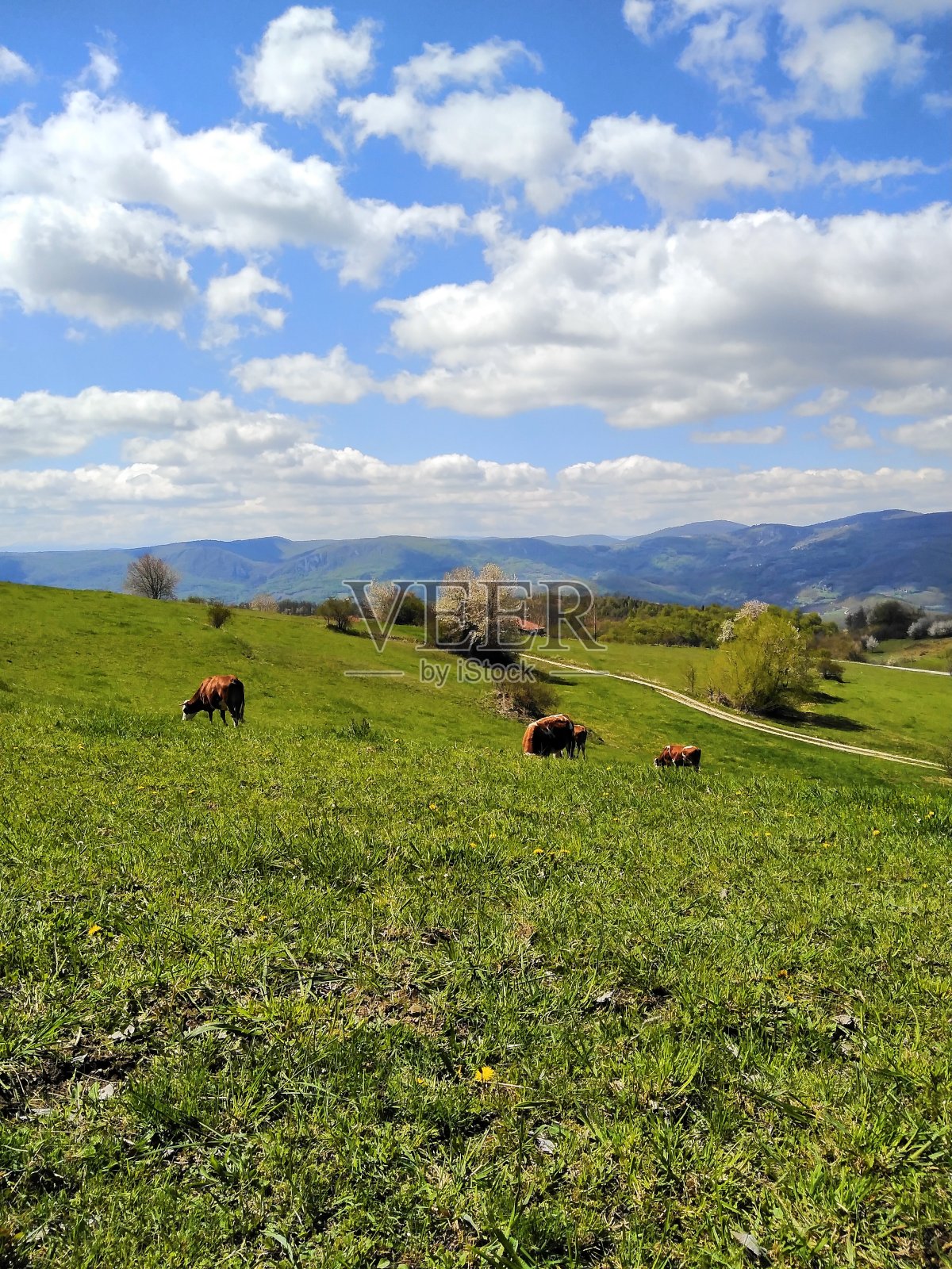 牛照片摄影图片