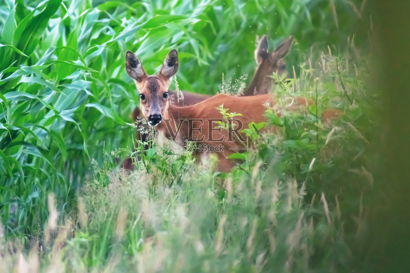 母狍子带着小牛站在玉米地里。照片摄影图片