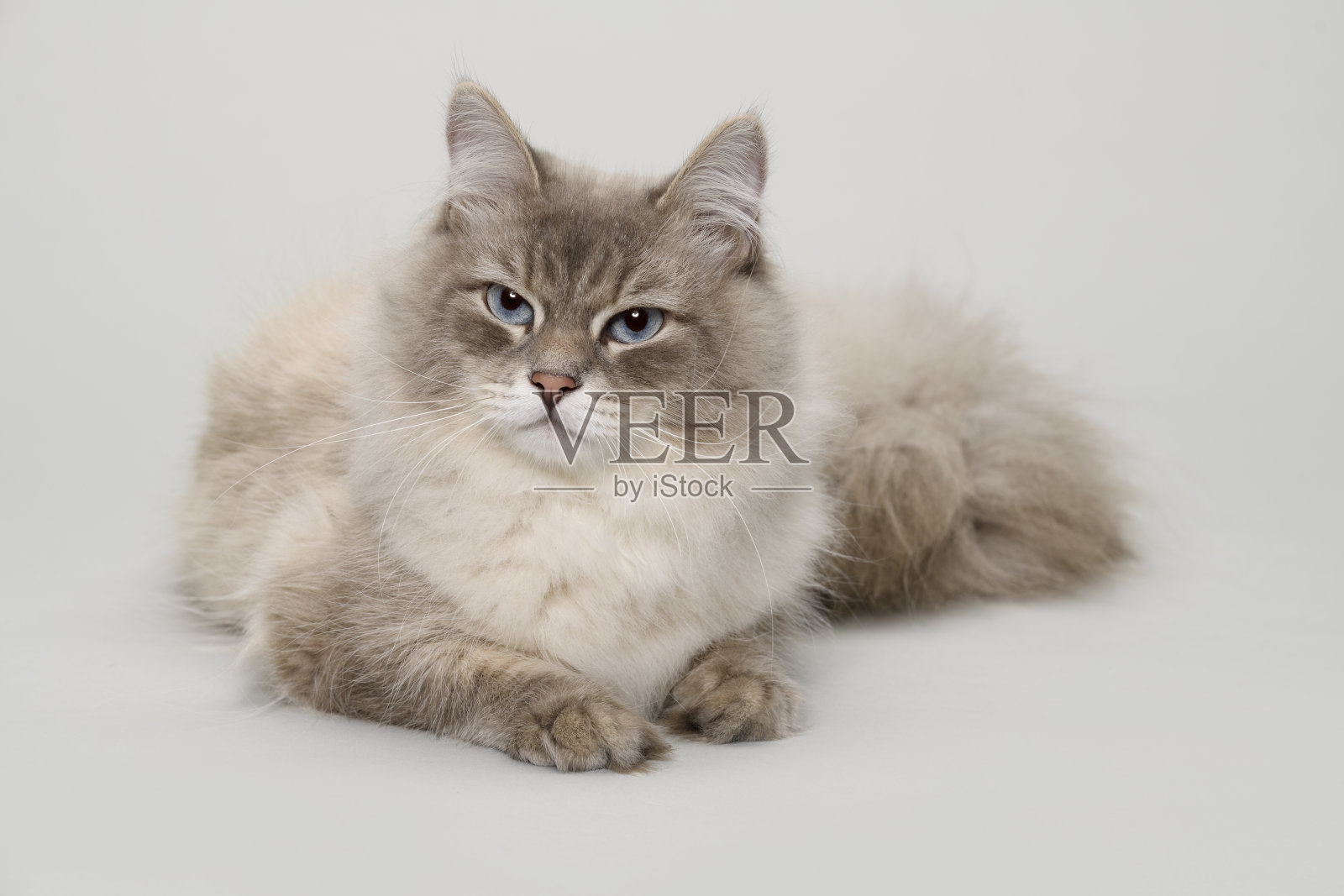 西伯利亚猫——涅瓦化妆舞会照片摄影图片