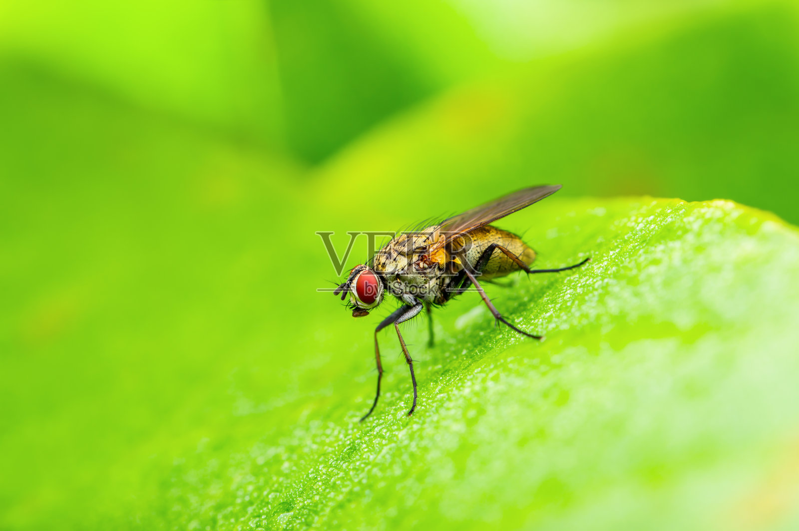 奇异的果蝇，双翅目植物叶上寄生昆虫照片摄影图片