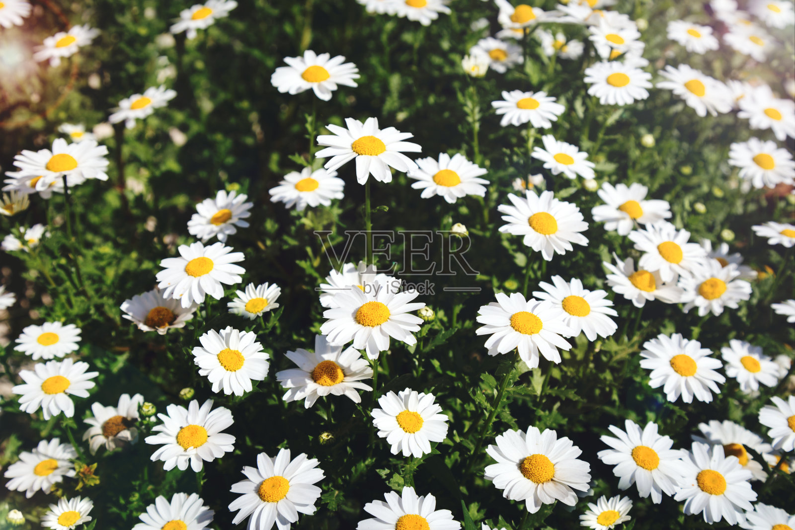 大自然中的白色雏菊。背景。照片摄影图片