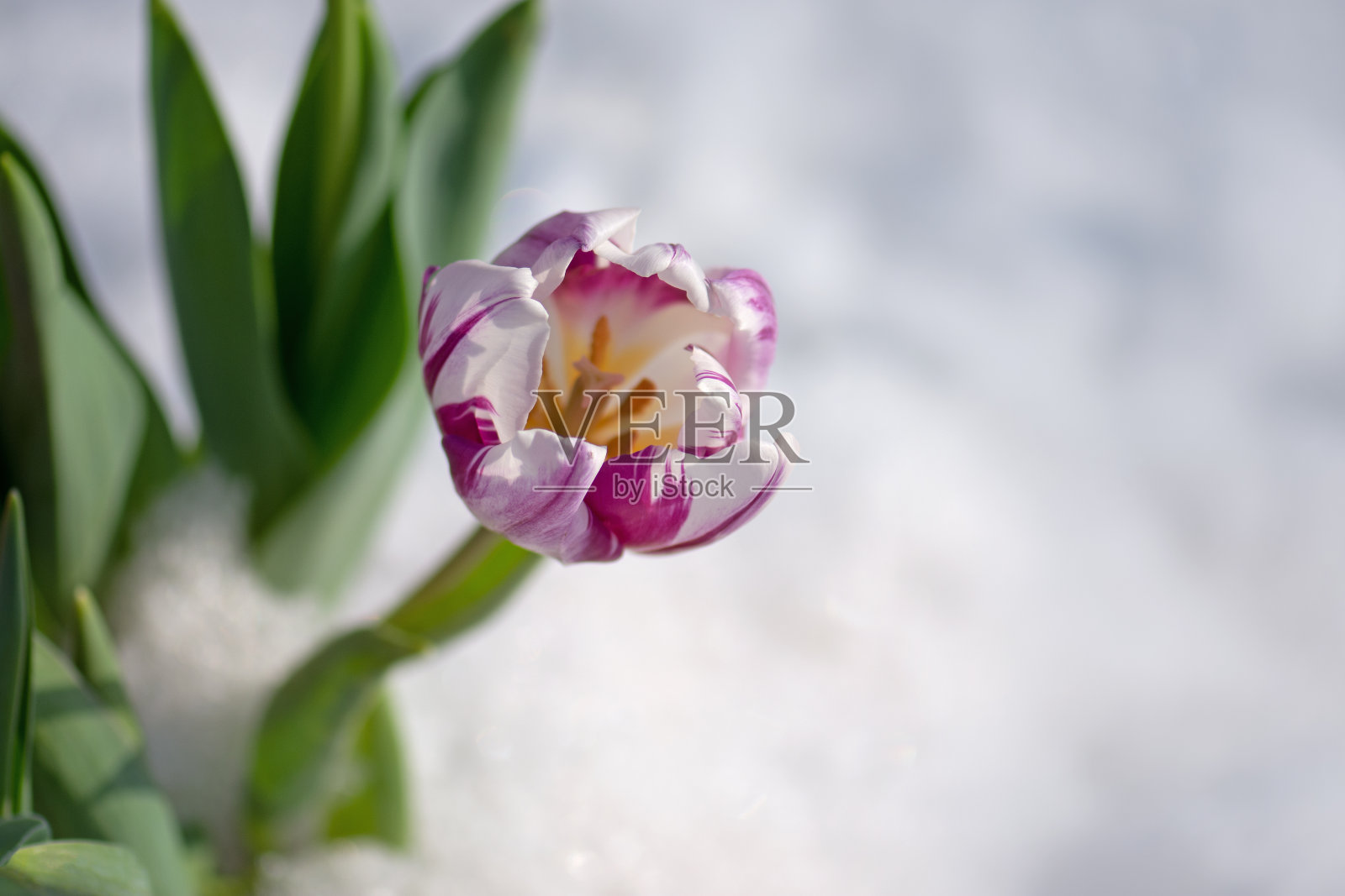 雪下盛开的郁金香照片摄影图片