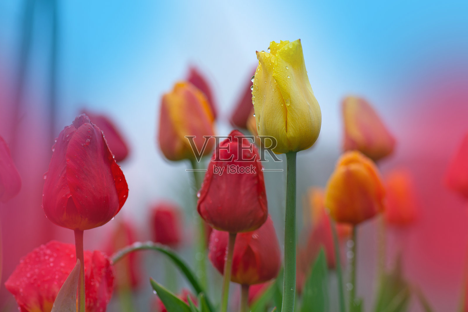 混合颜色的郁金香。混合春天的郁金香花照片摄影图片