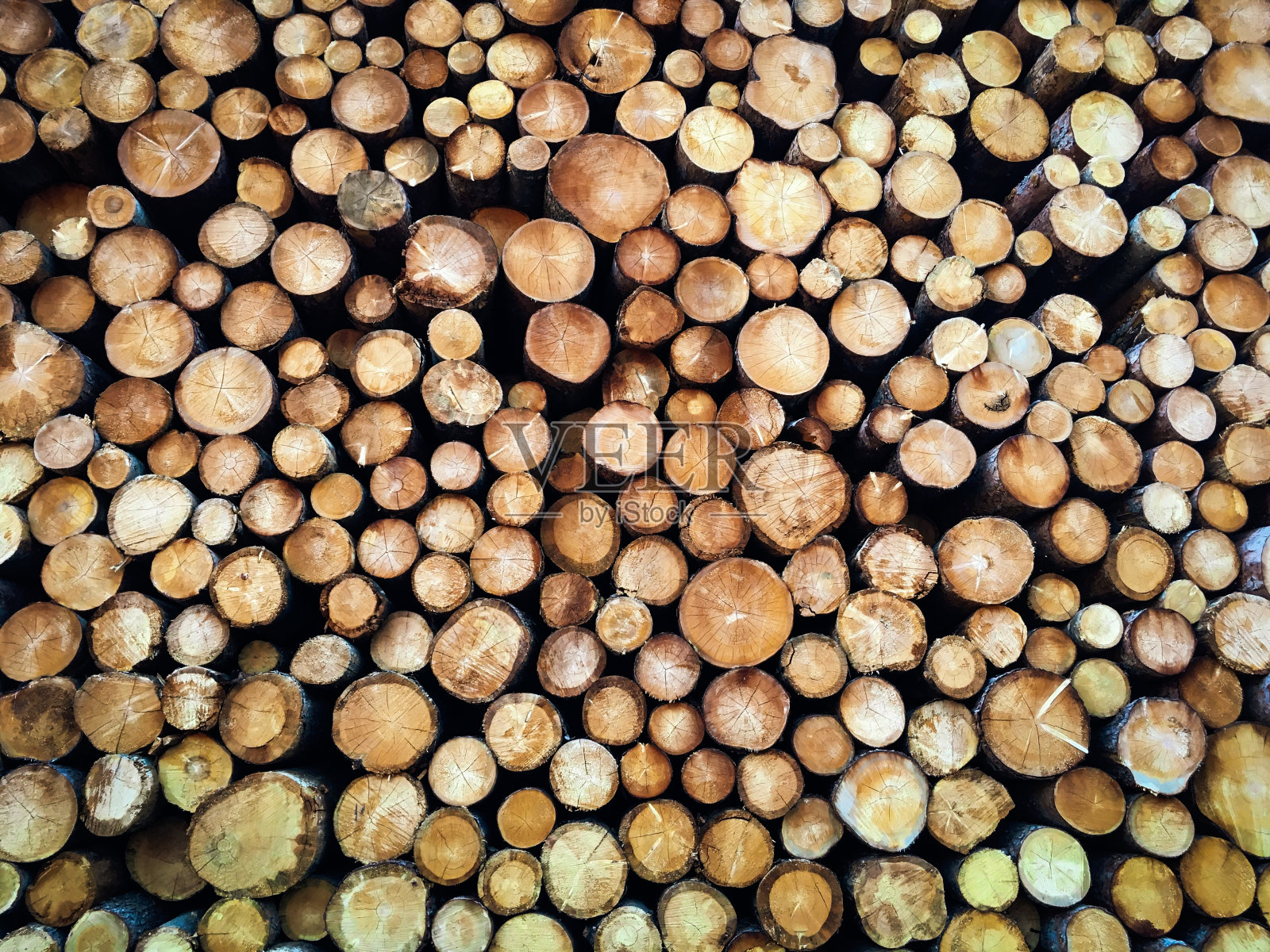 全框架砍伐树木可持续资源木材工业照片摄影图片