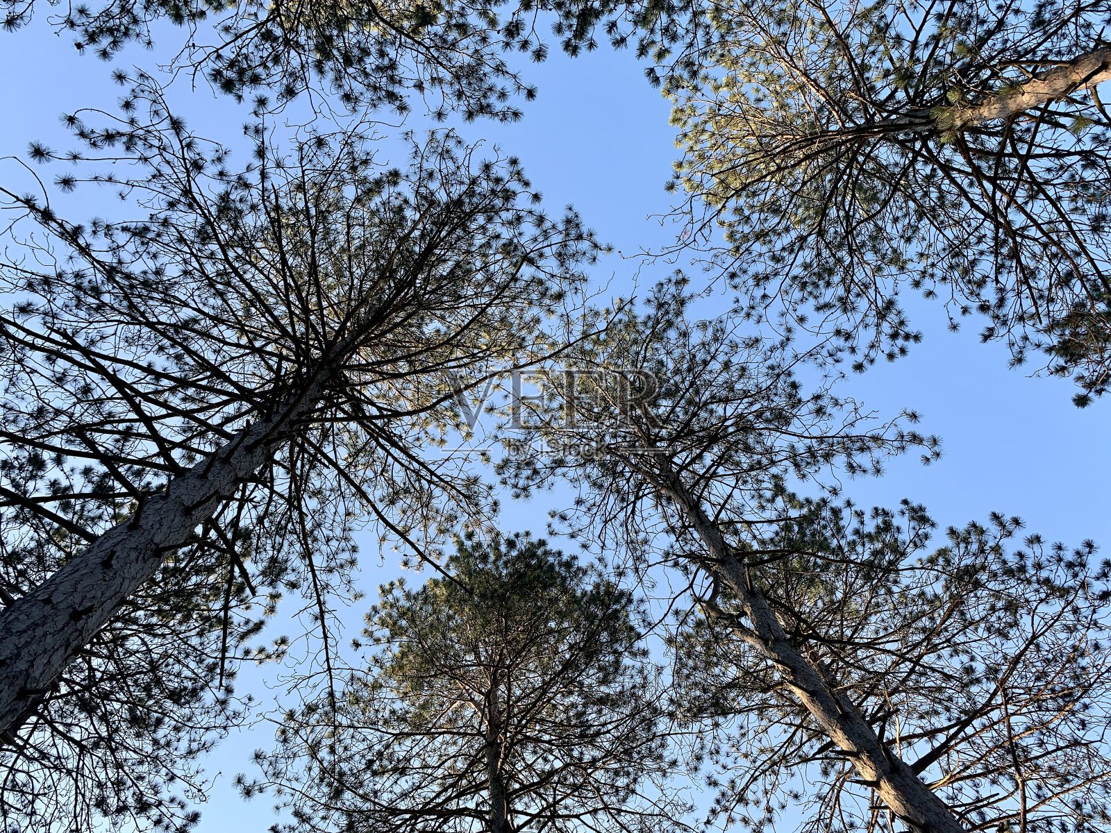 松树生境背景照片摄影图片