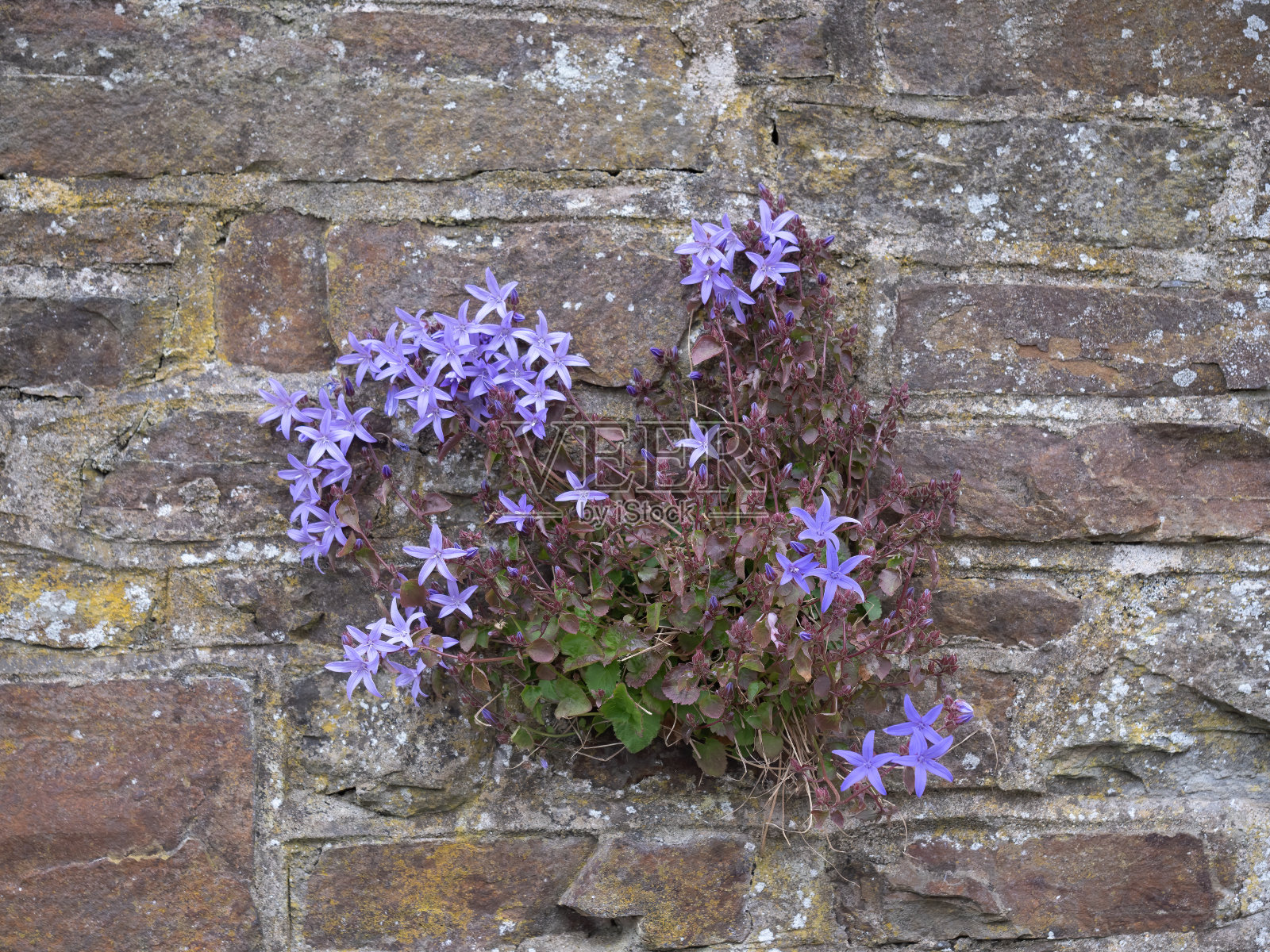 风铃花，又名达尔马提亚风铃花，从花园中逃出来，在石墙中野生生长。照片摄影图片