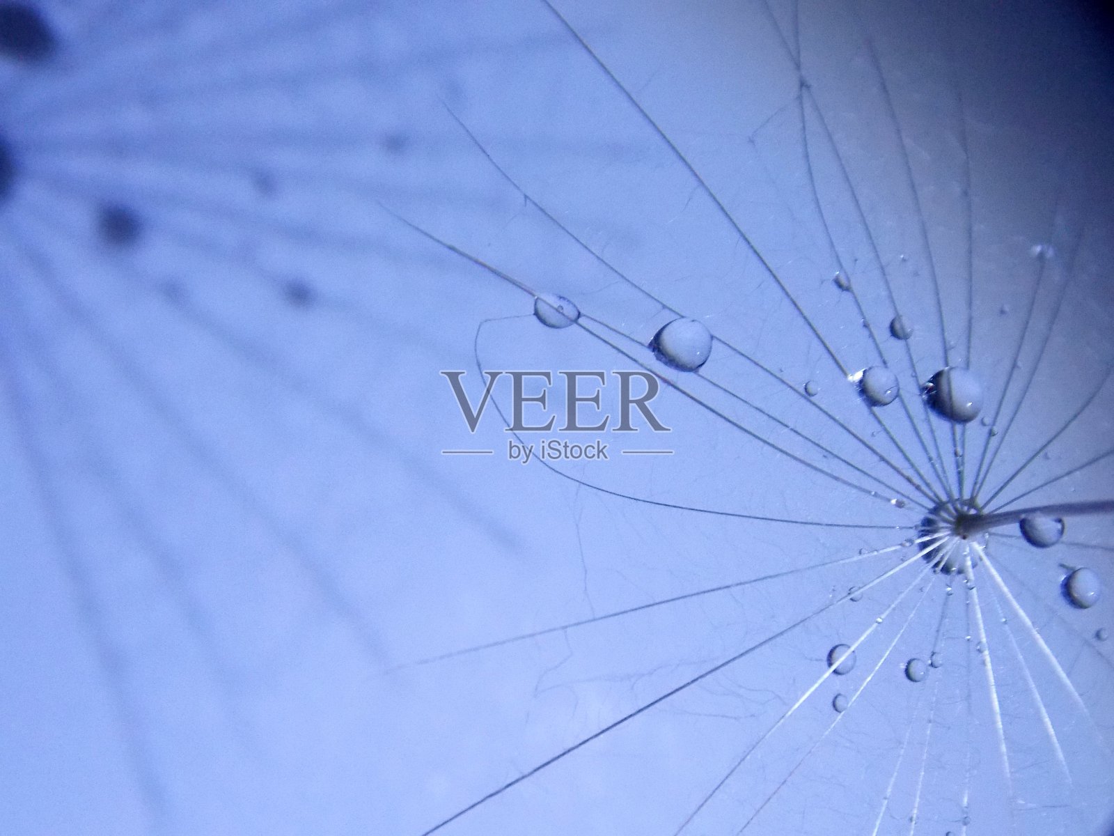 种子上的水滴照片摄影图片