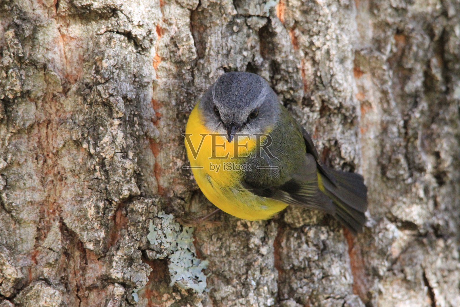 东黄罗宾照片摄影图片