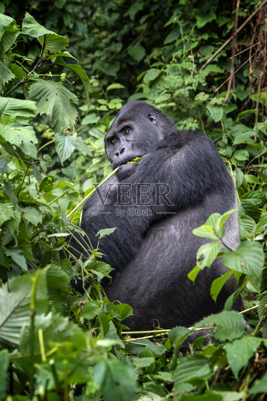 银背大猩猩正在进食，野生动物拍摄，刚果照片摄影图片