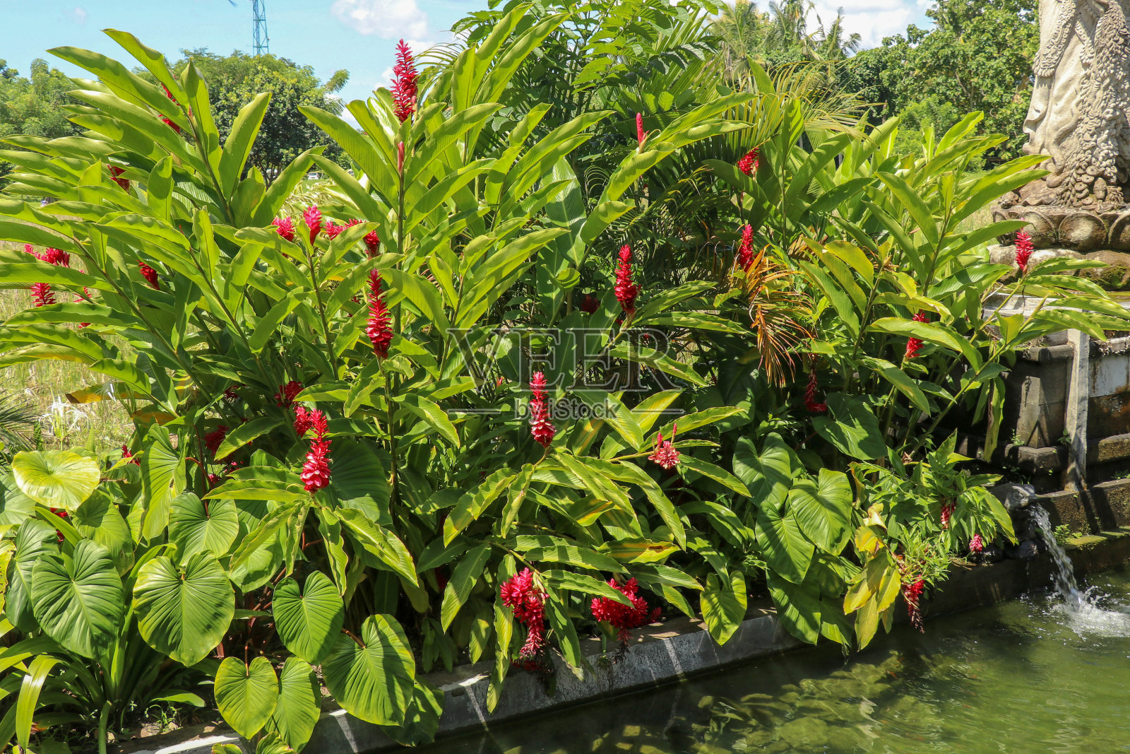 高良姜，红姜，又称鸵鸟羽姜和粉锥姜。热带花园里的红花照片摄影图片