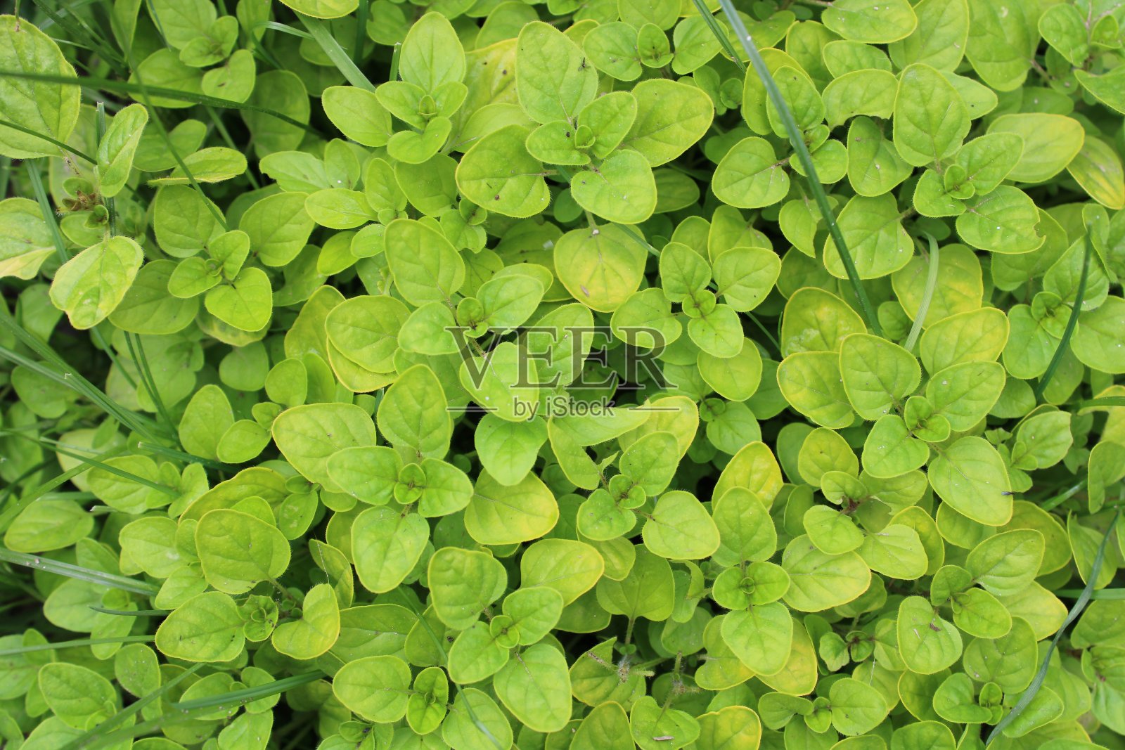 牛至工厂照片摄影图片