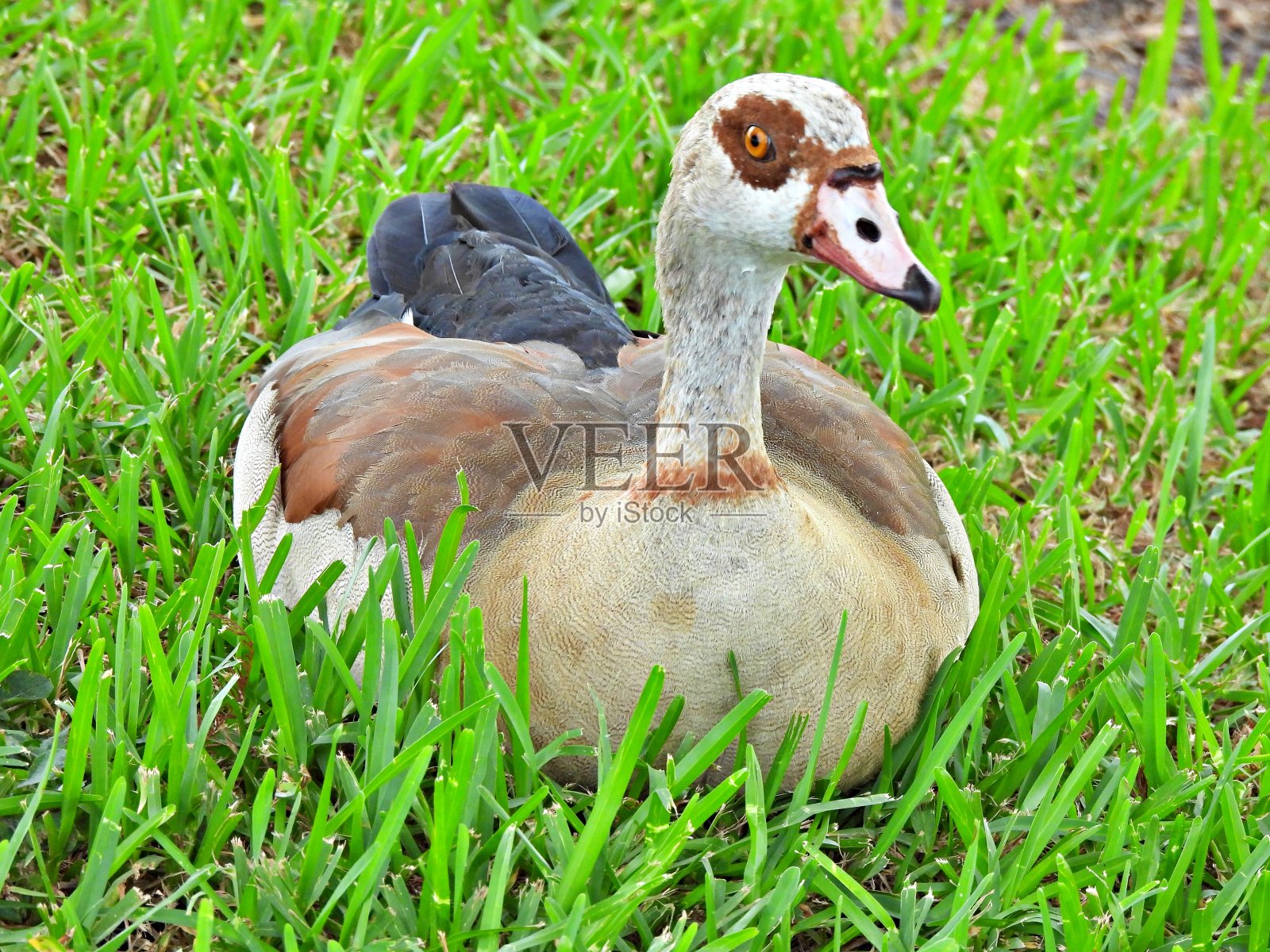 埃及鹅(Alopochen aegyptiaca)躺在草地上照片摄影图片