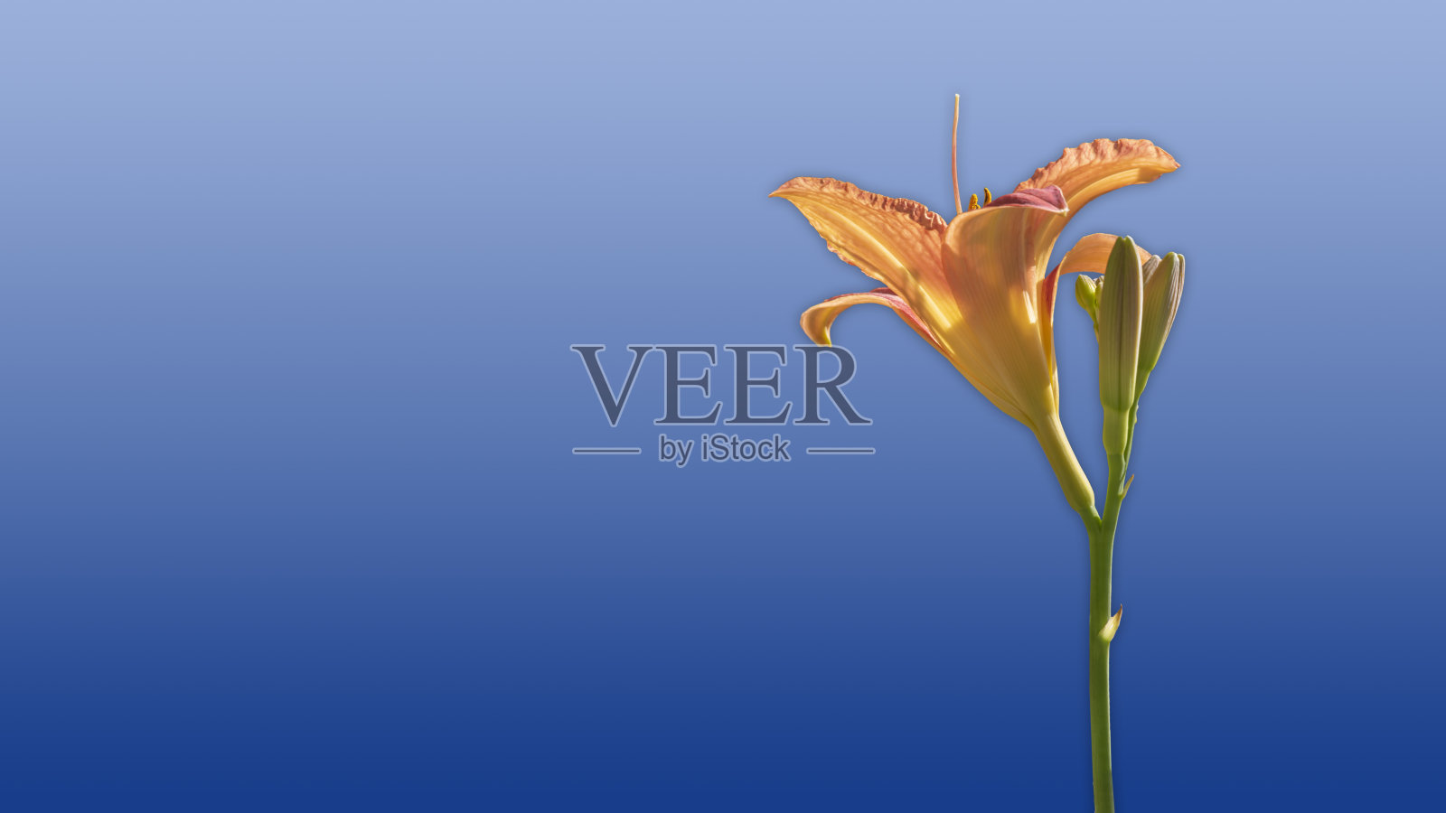 橙色百合，蓝色背景照片摄影图片