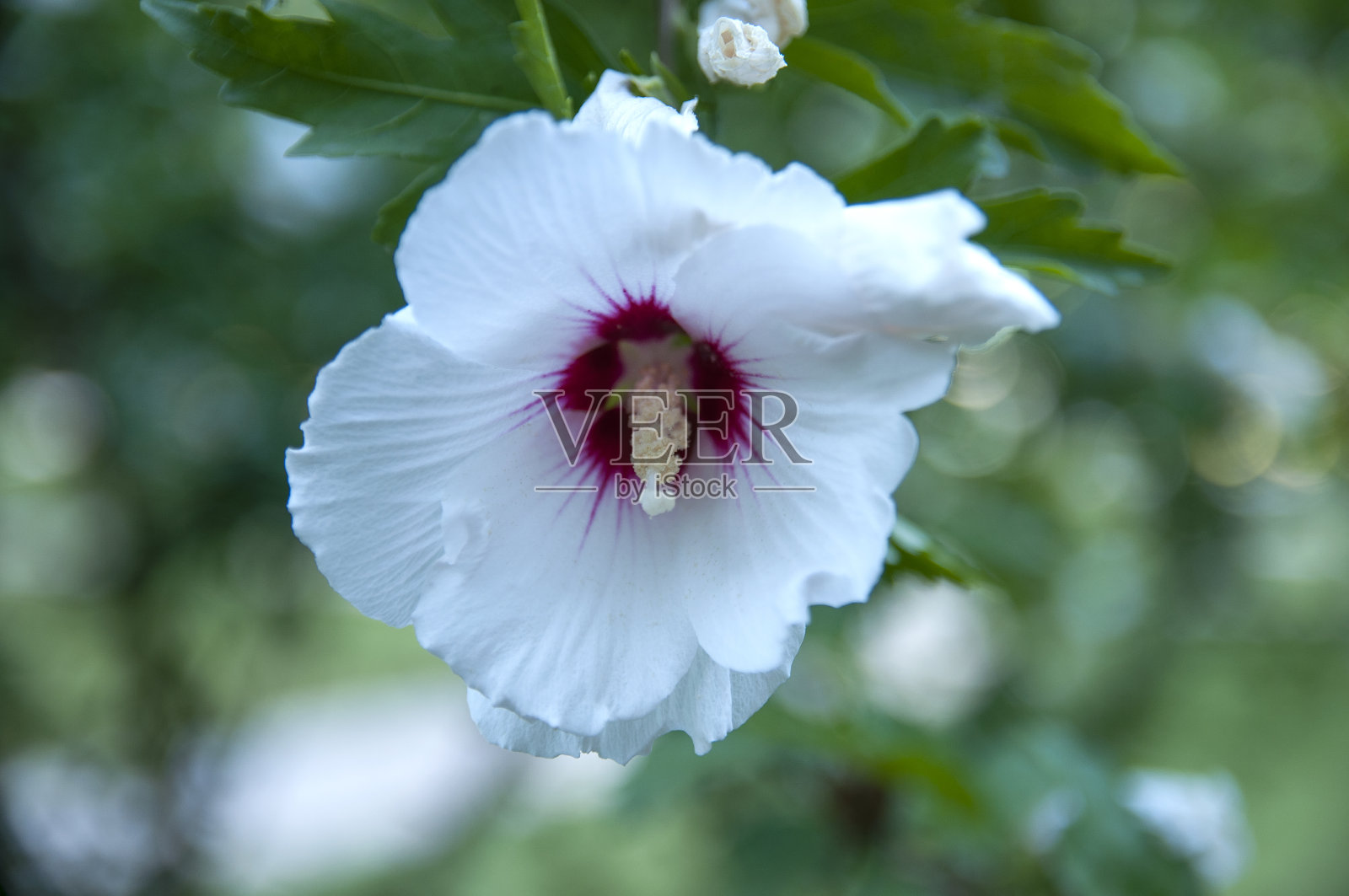 木槿或月季花，锦葵科的花。照片摄影图片
