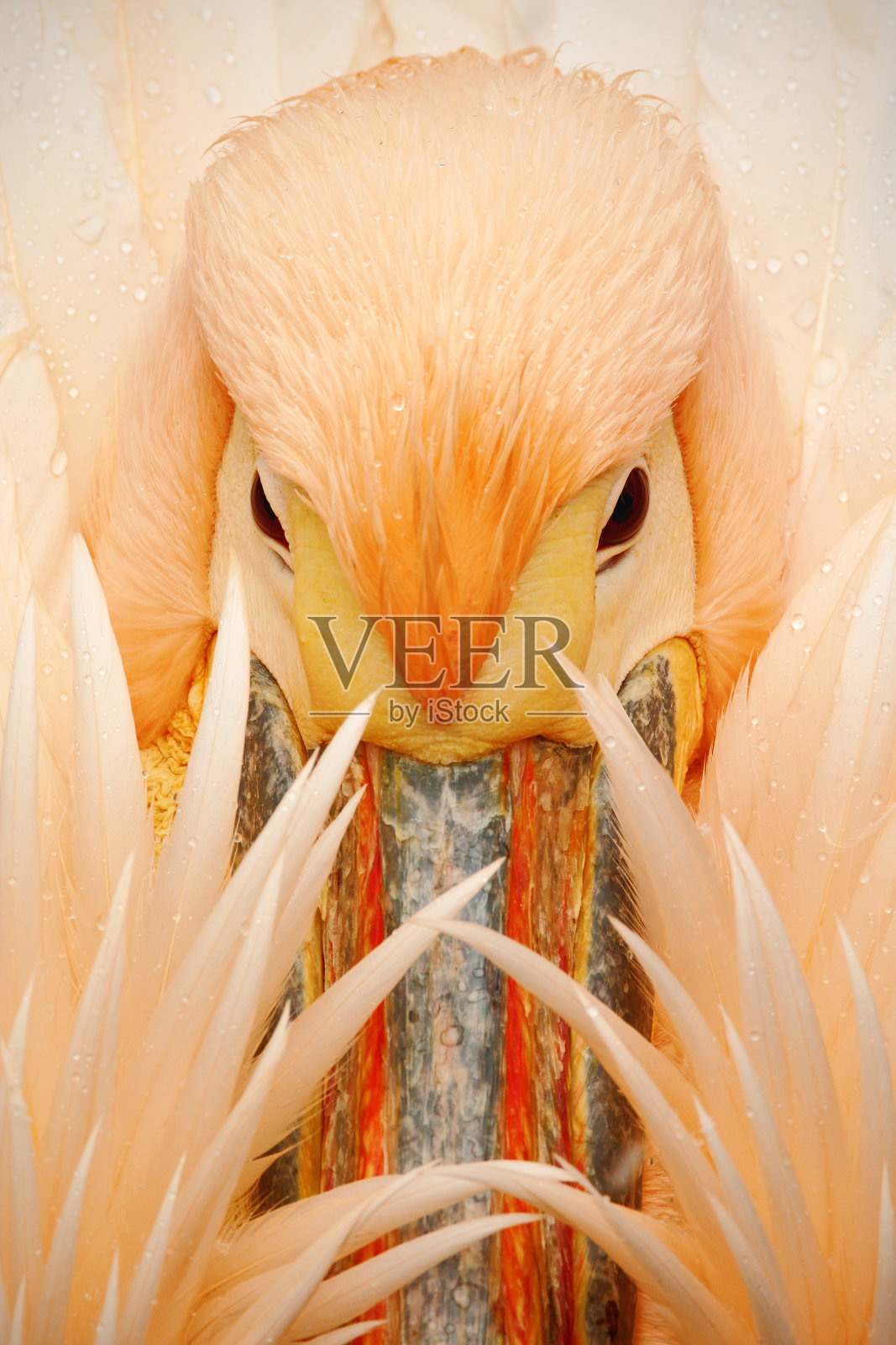 细节肖像的橙色和粉红色的鸟鹈鹕与羽毛在喙照片摄影图片