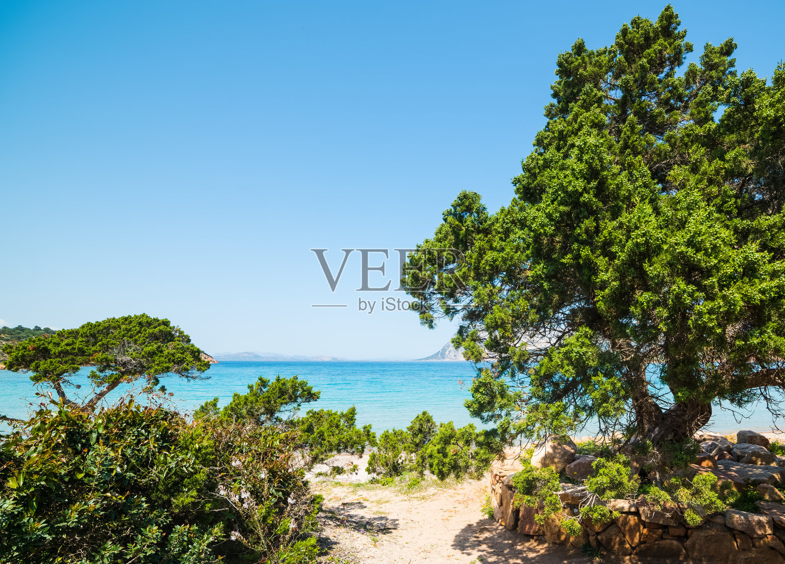 卡波科达卡瓦洛海滩的绿色松树照片摄影图片