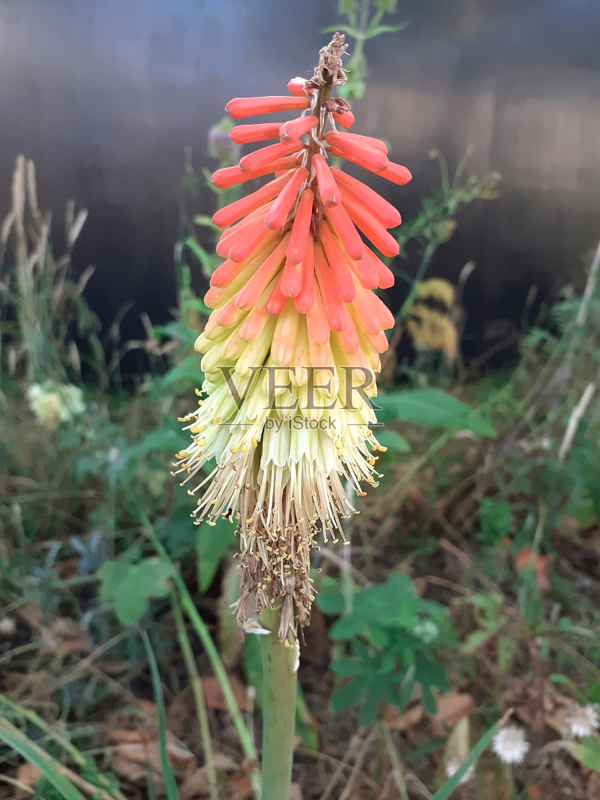 英国发现的一种奇怪的植物照片摄影图片