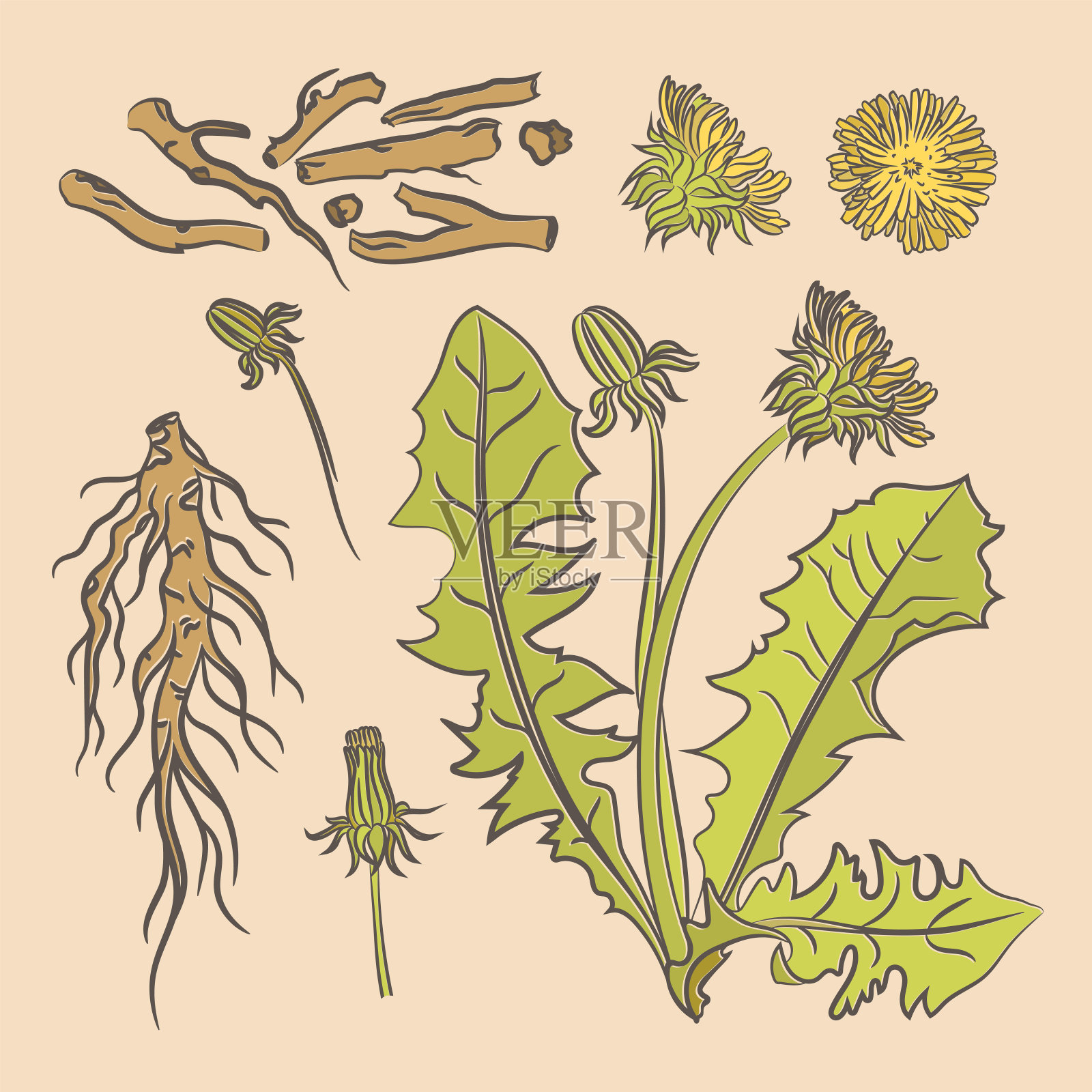 蒲公英根药医疗利益矢量插图插画图片素材