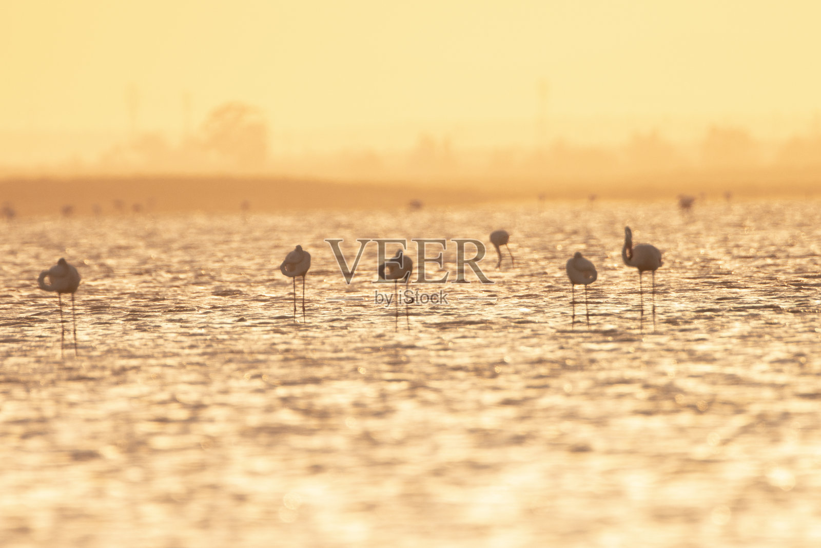 火烈鸟在湖照片摄影图片