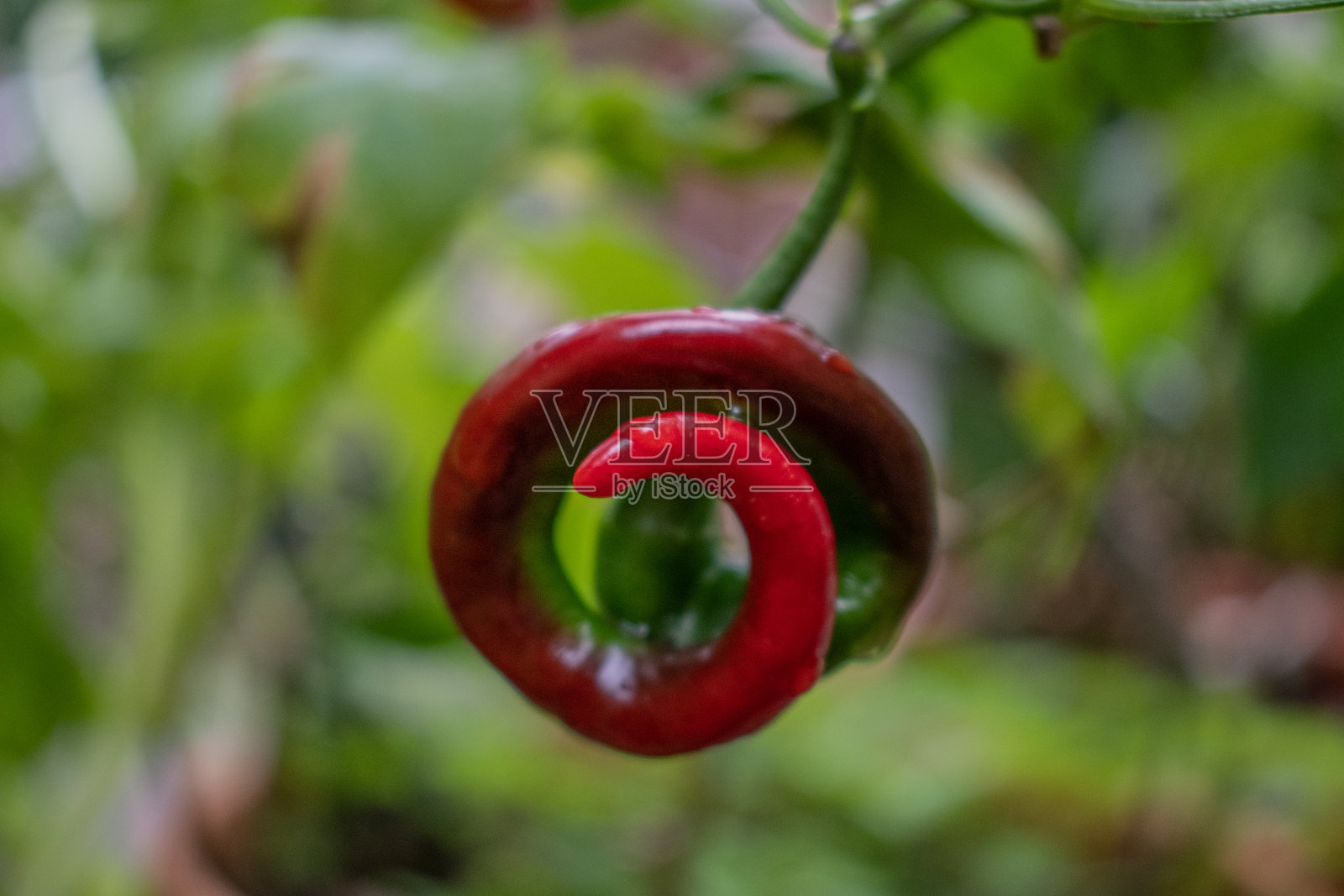 在花园的绿叶背景上，一个卷曲的红辣椒照片摄影图片