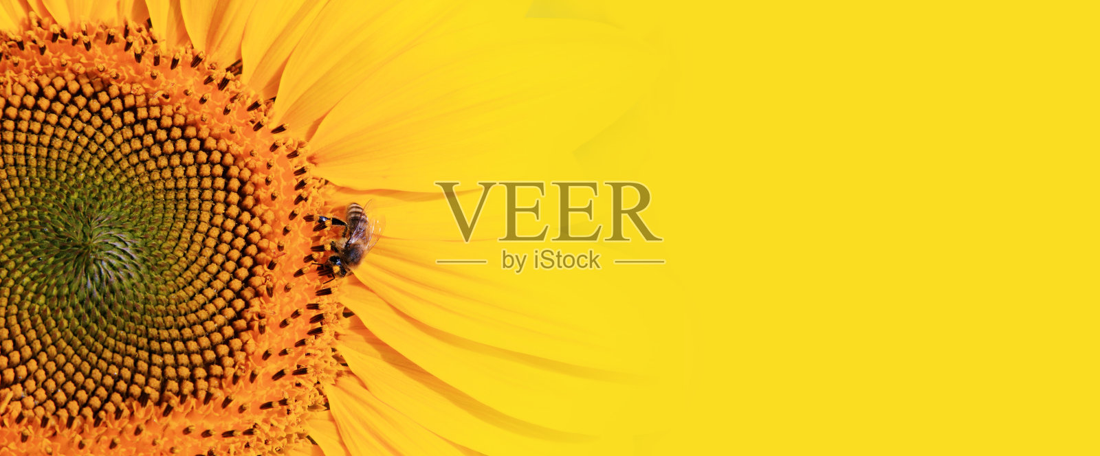 美丽的向日葵在白天与蜜蜂照片摄影图片