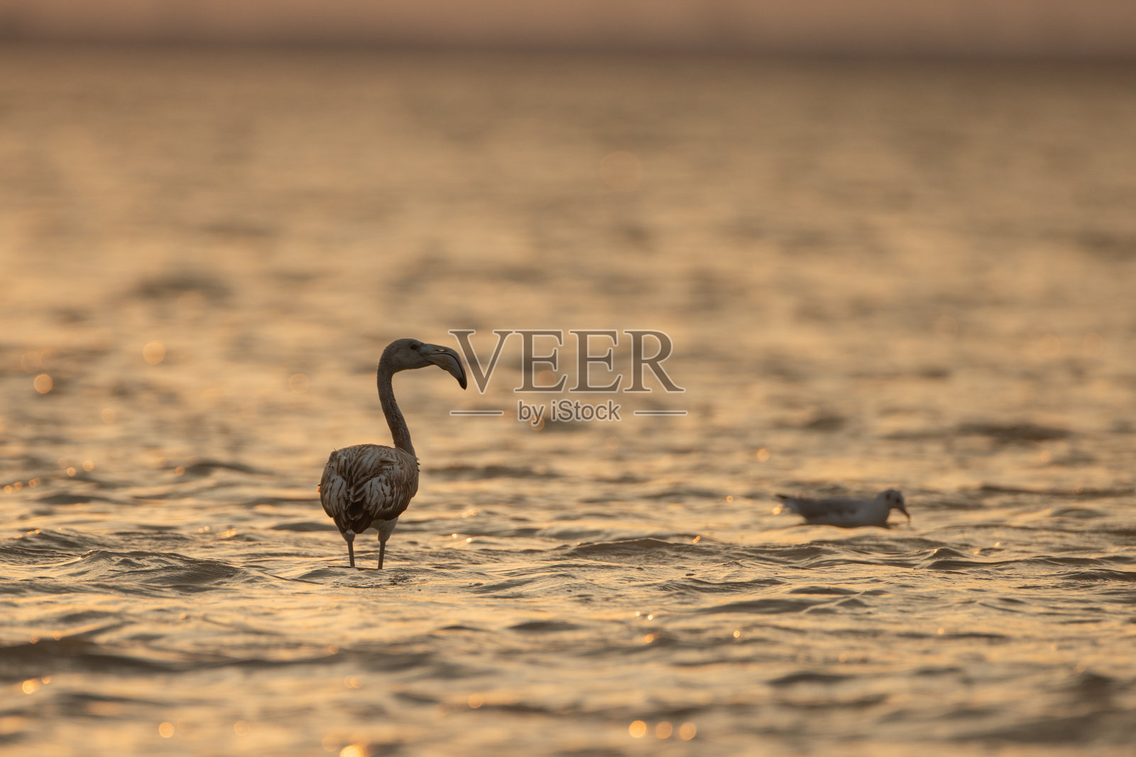 火烈鸟在湖照片摄影图片