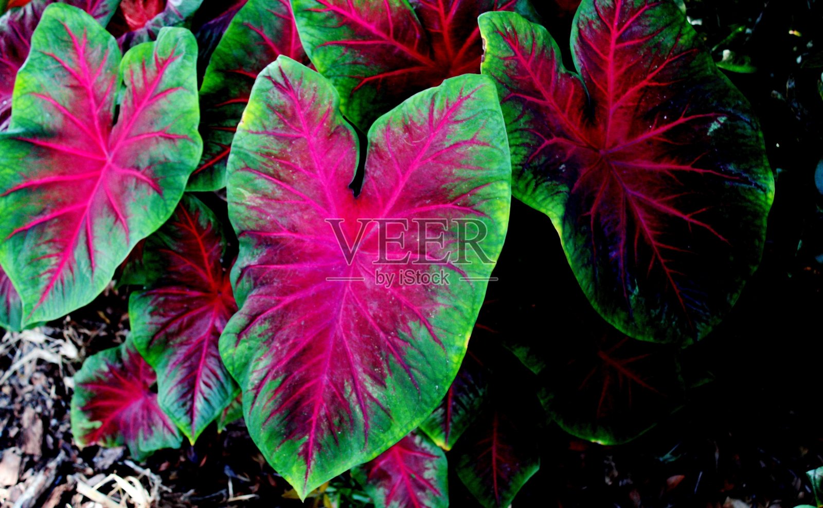 tinhorão照片摄影图片